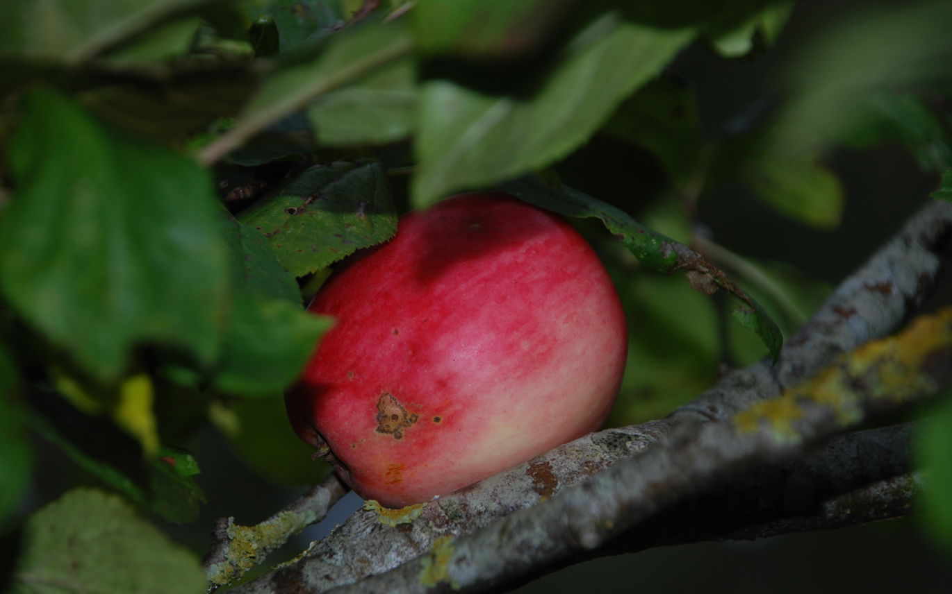 Rødt Ananasæble