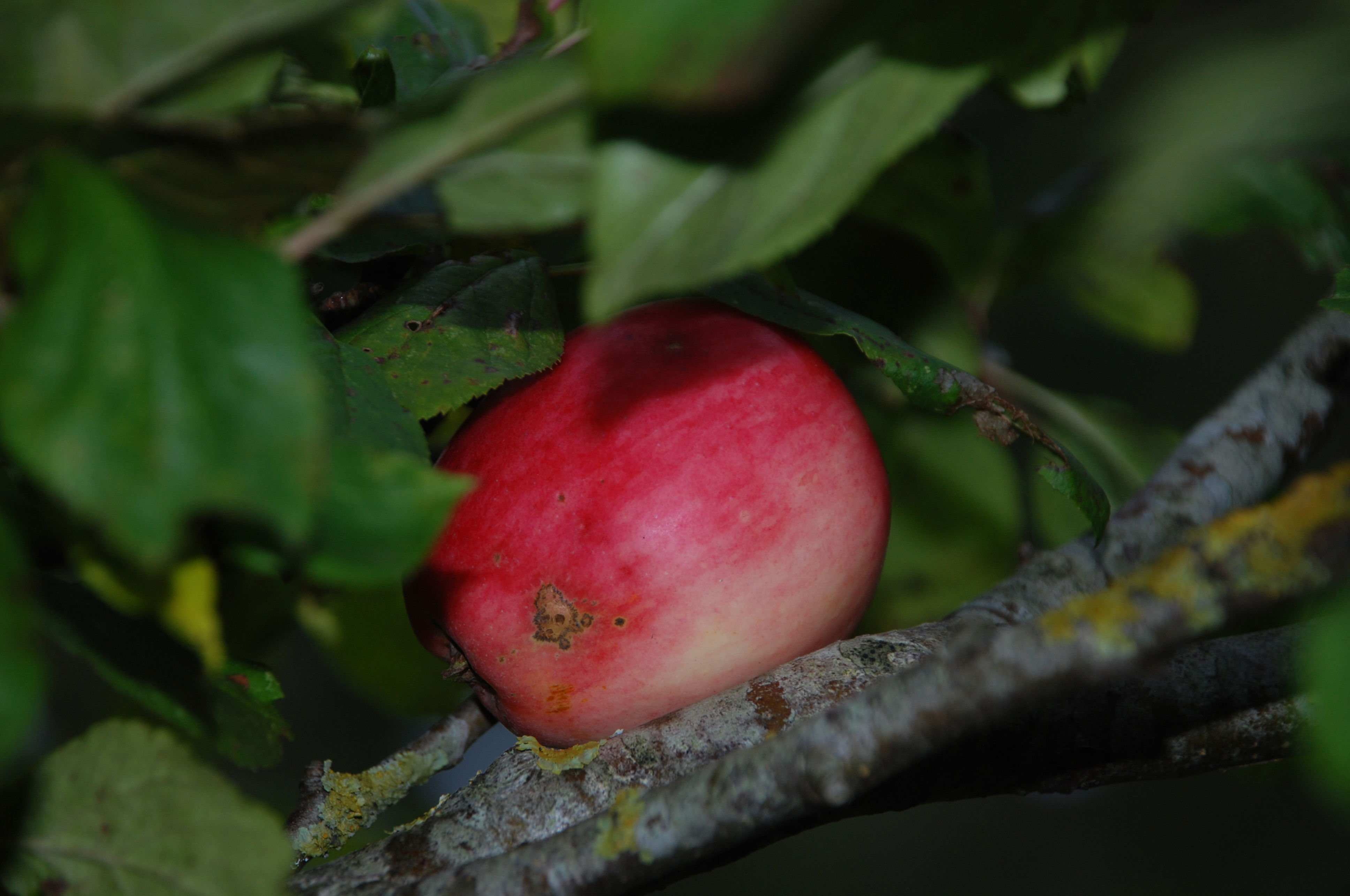 Rødt Ananasæble