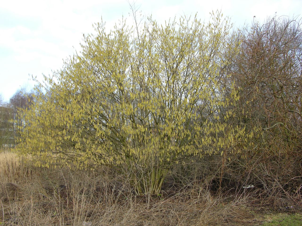 Stævningsskov