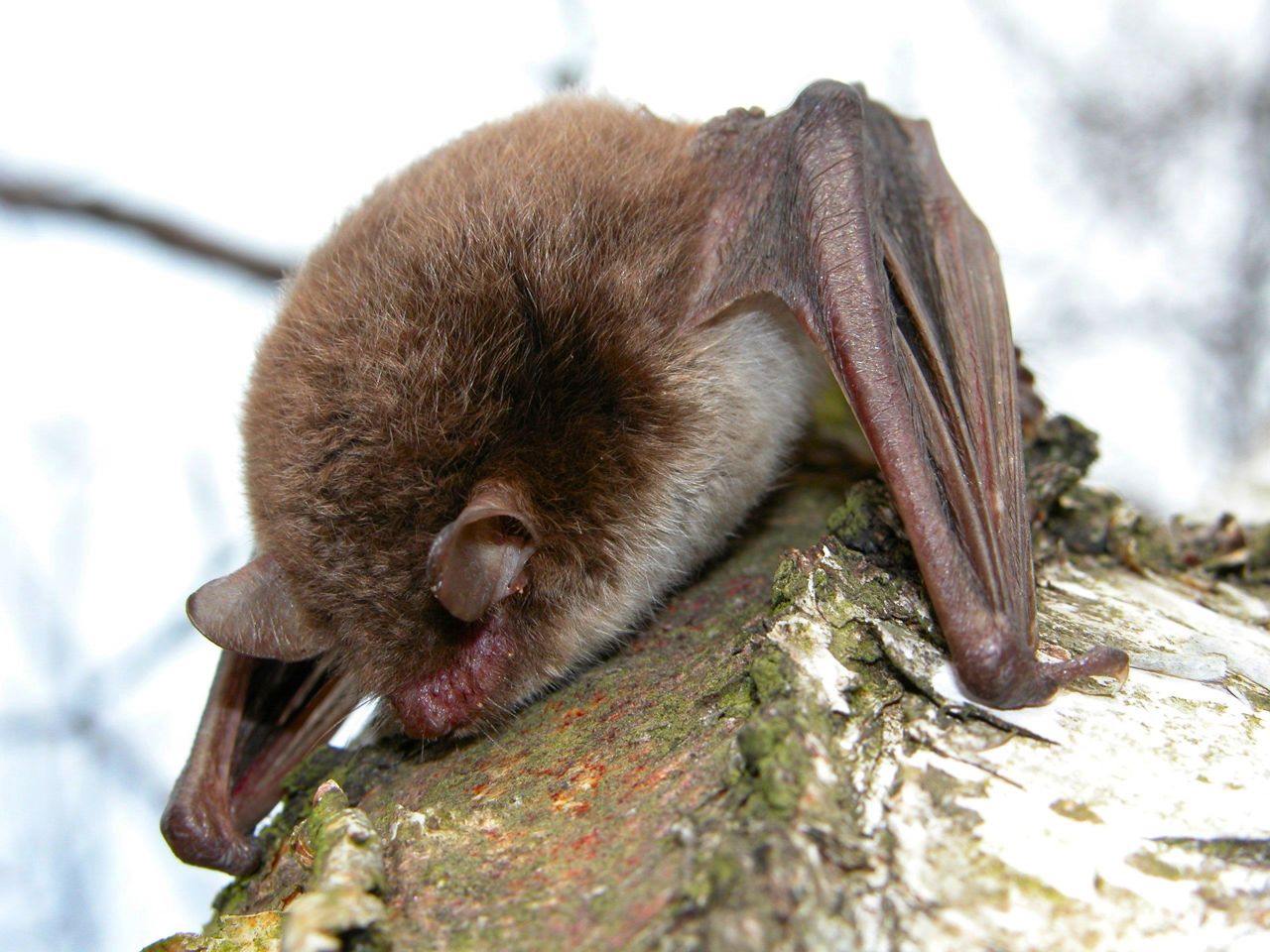 Flagermus