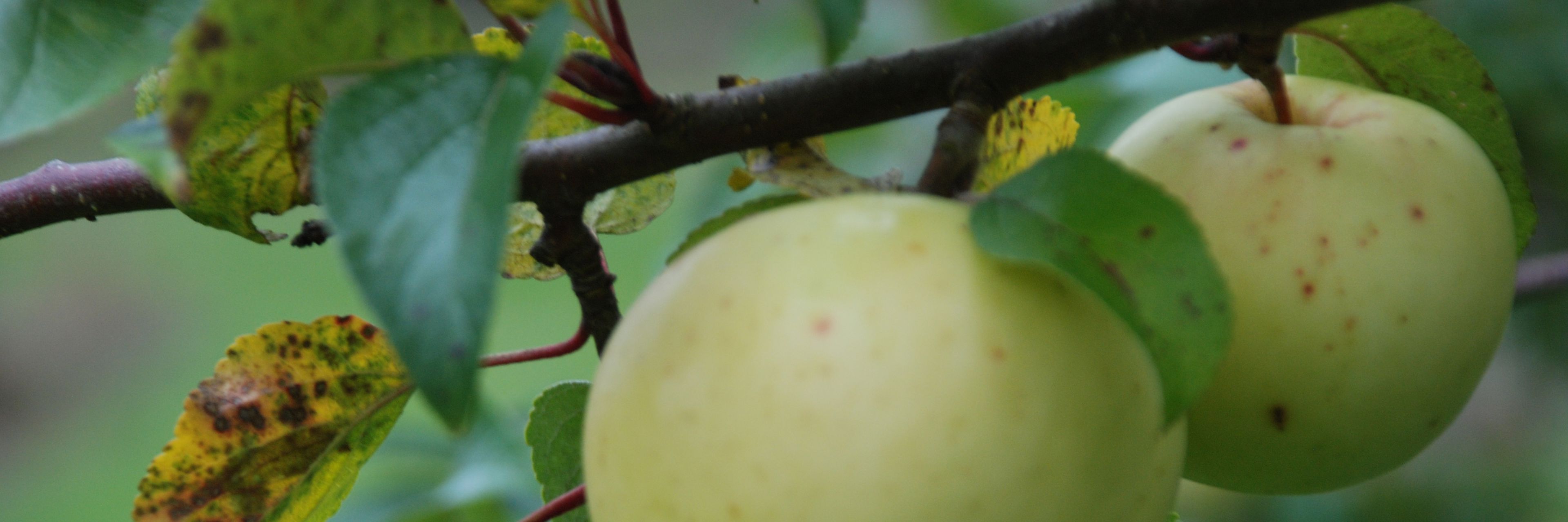Filippa Æble på Vildstamme