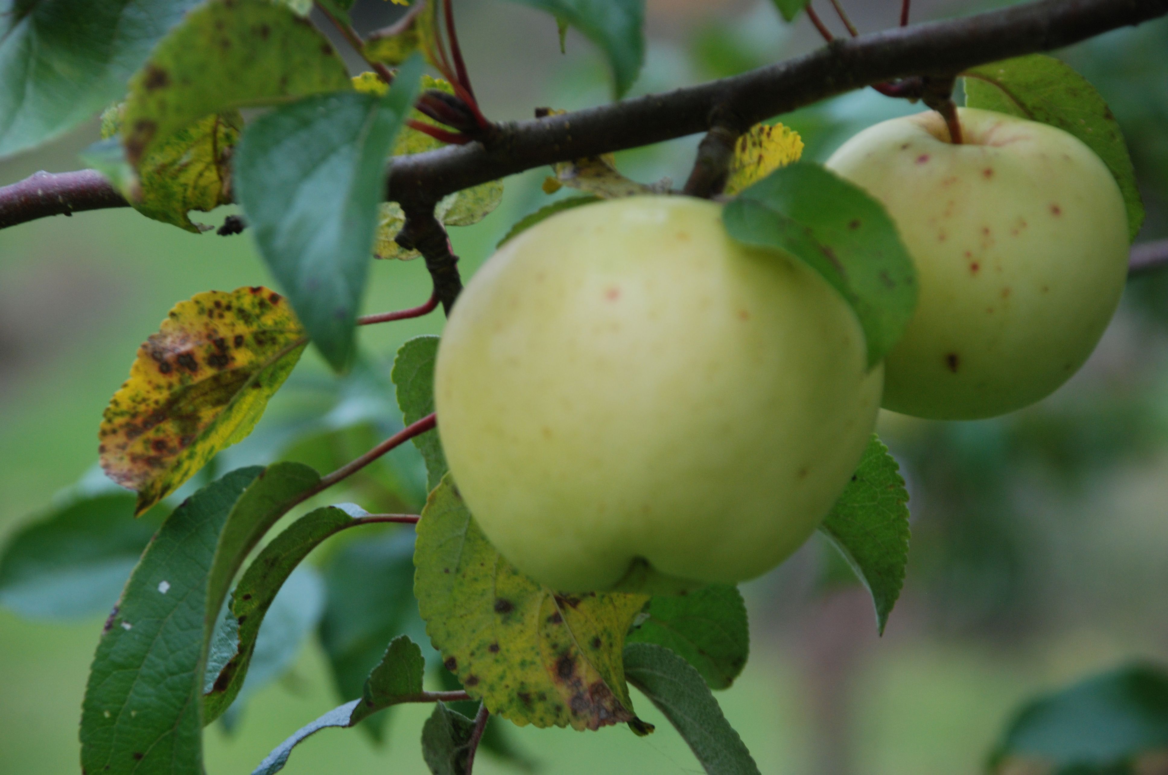 Filippa Æble på Vildstamme