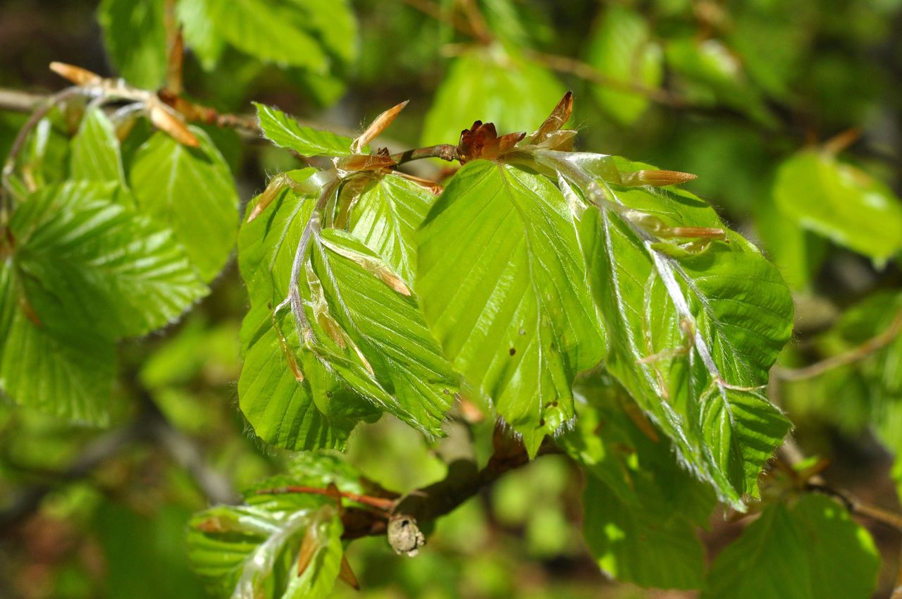 Bøg