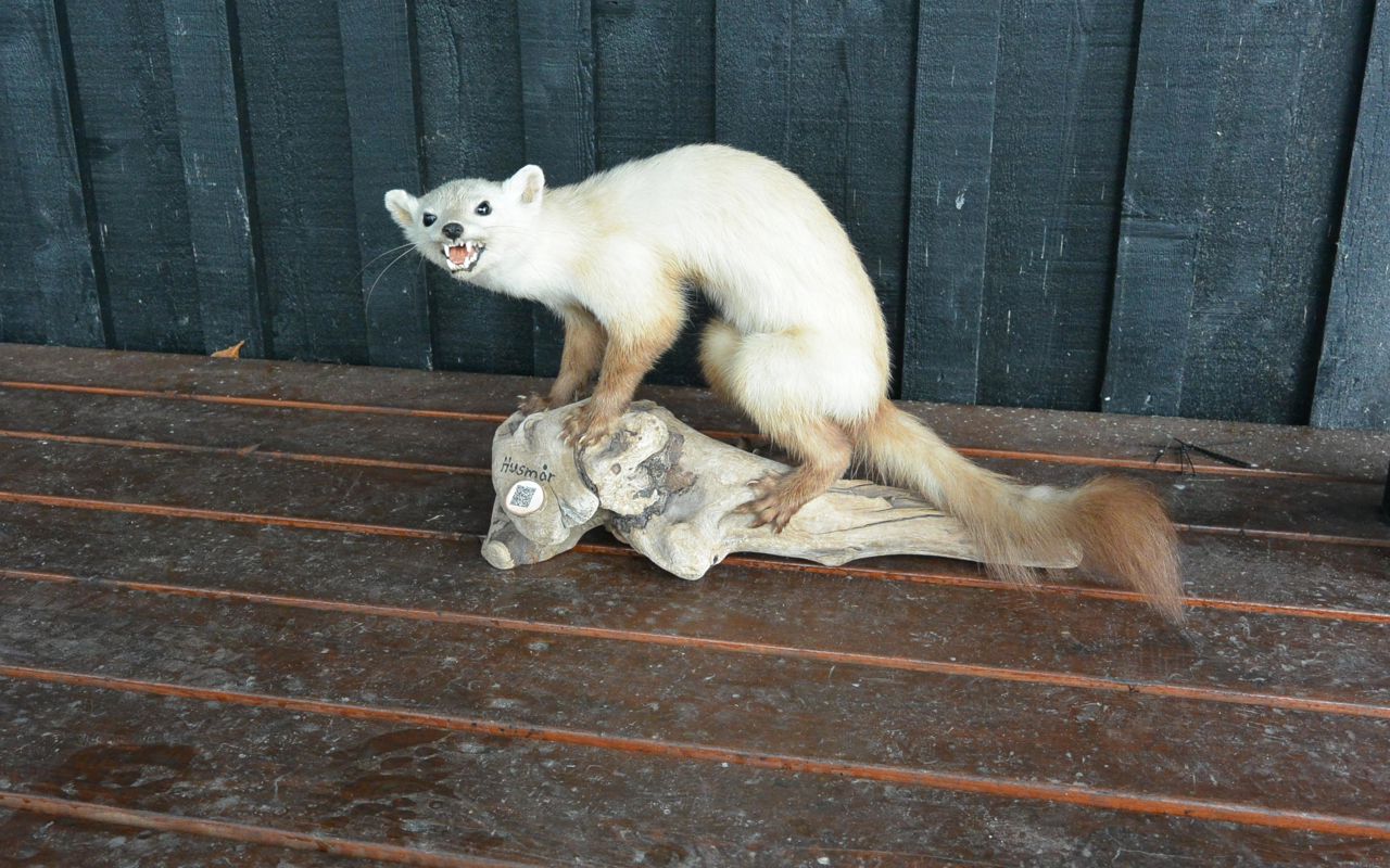 Husmår