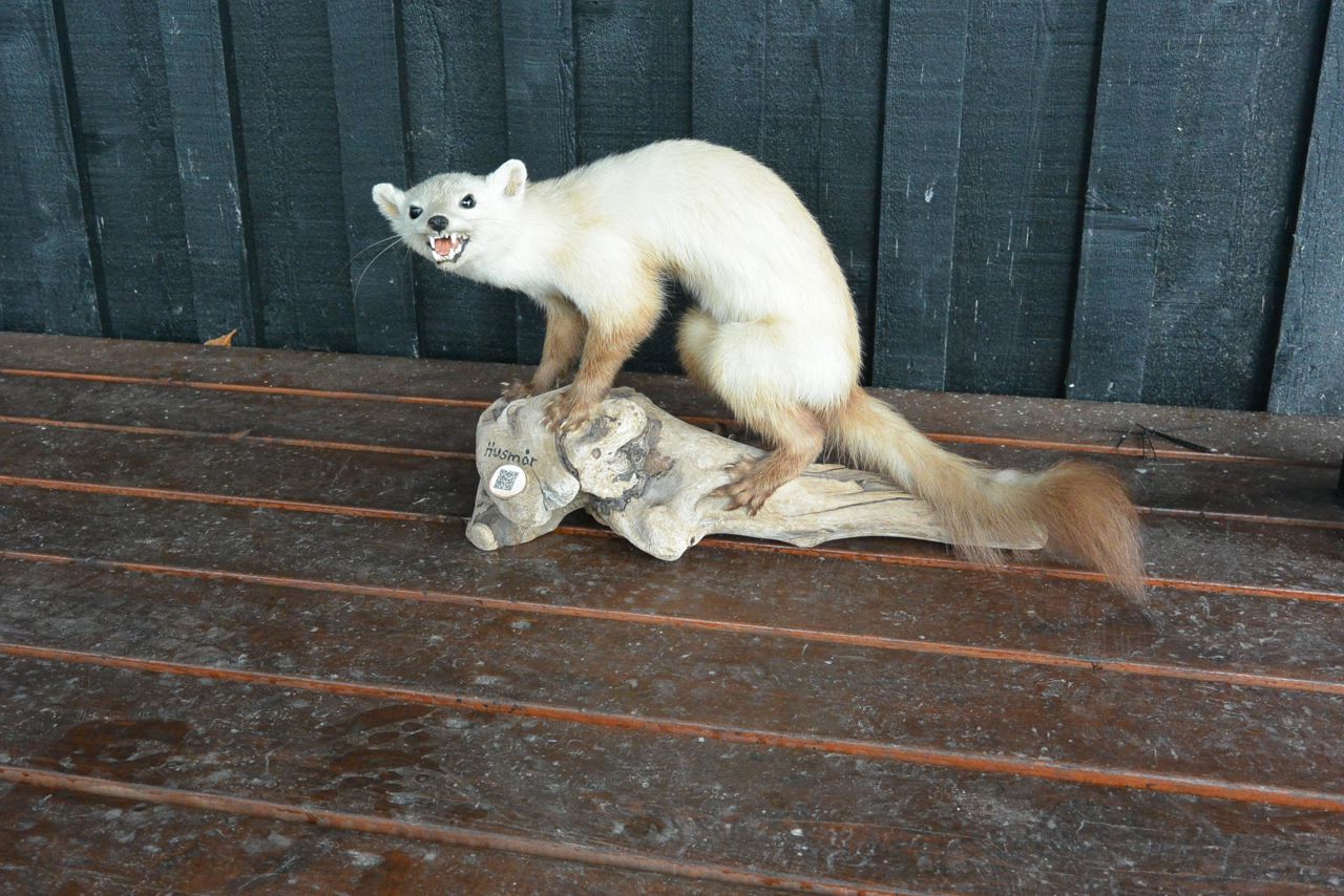 Husmår