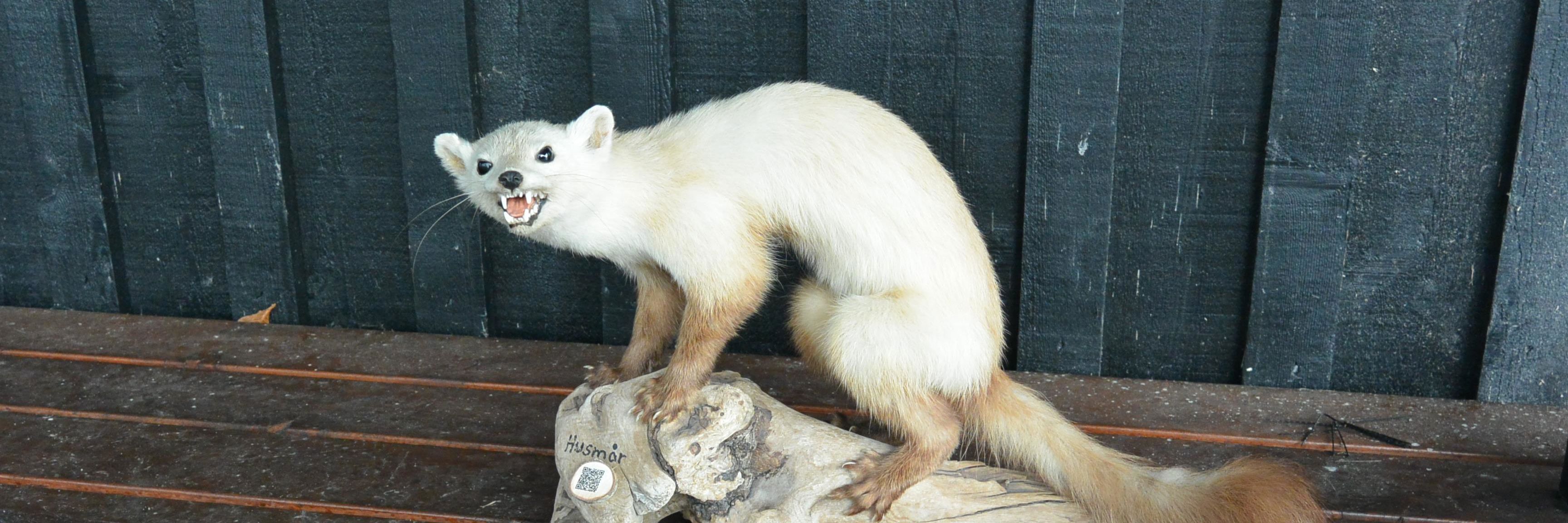 Husmår