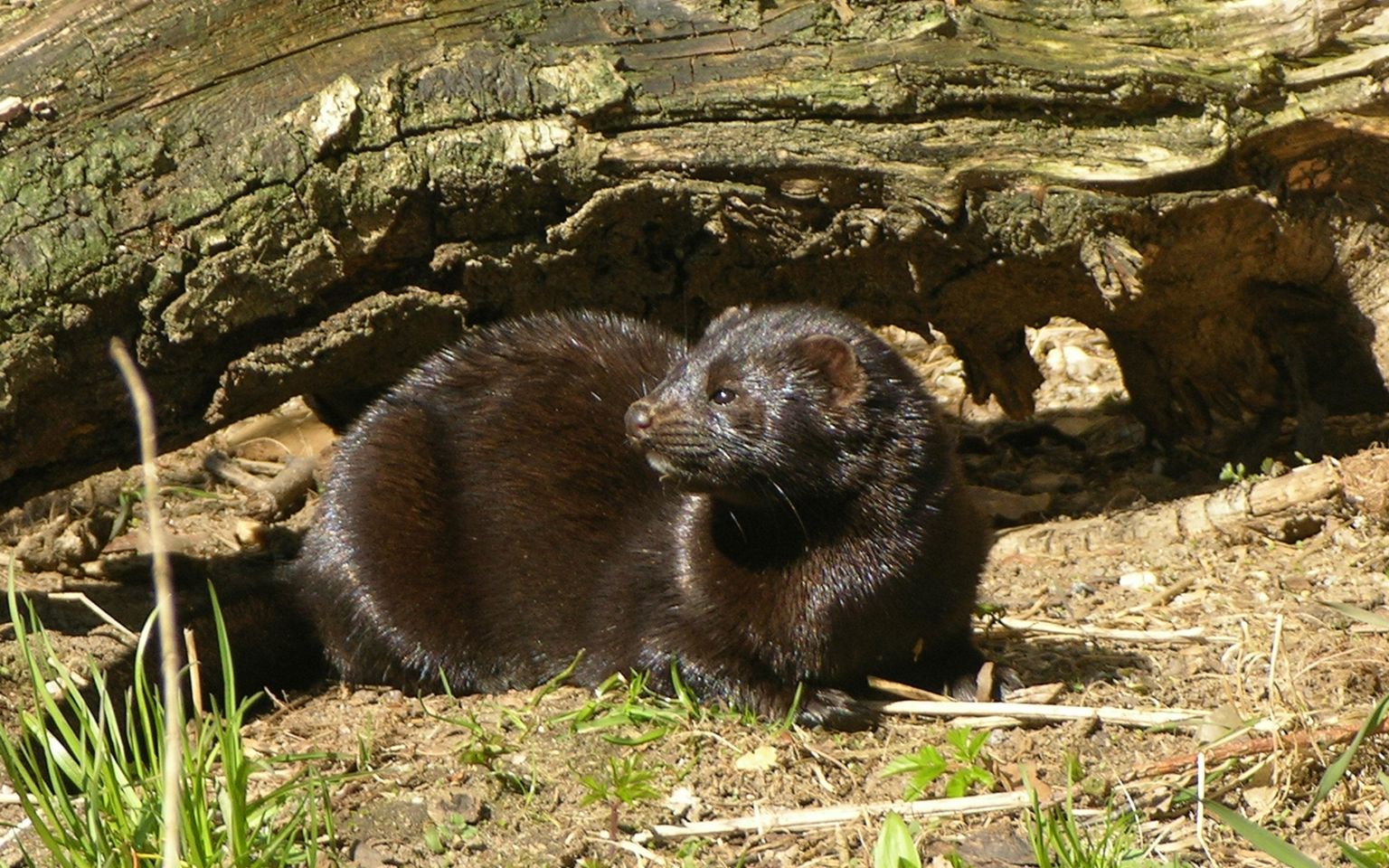 Amerikansk mink