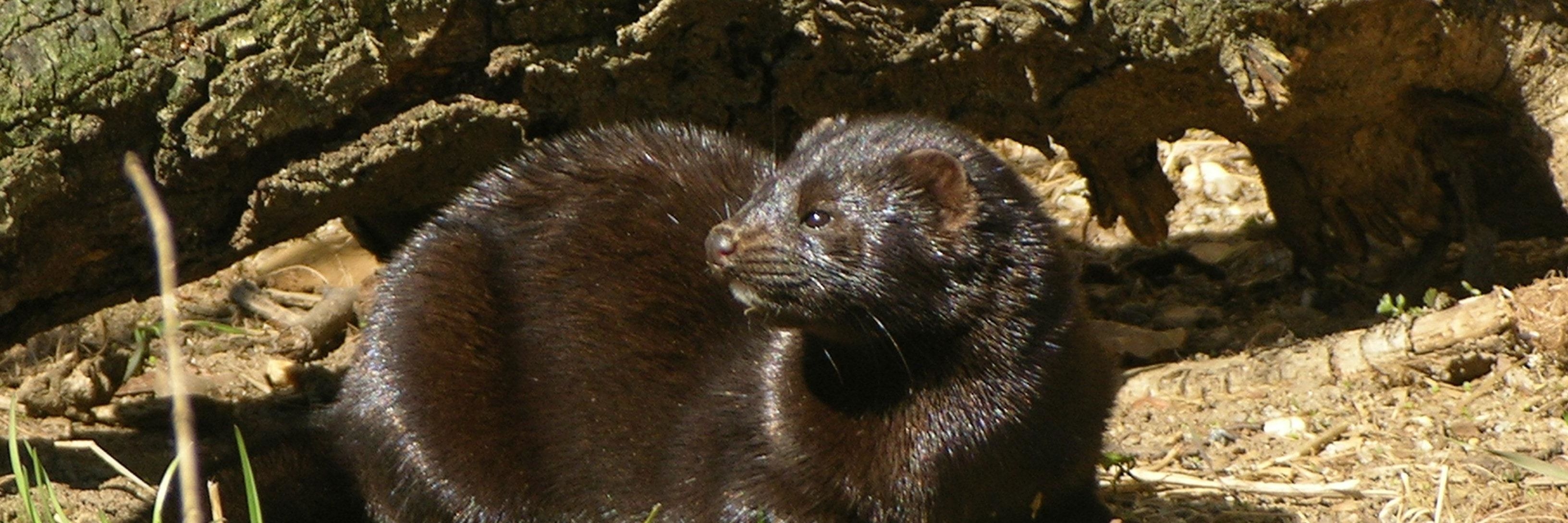 Amerikansk mink