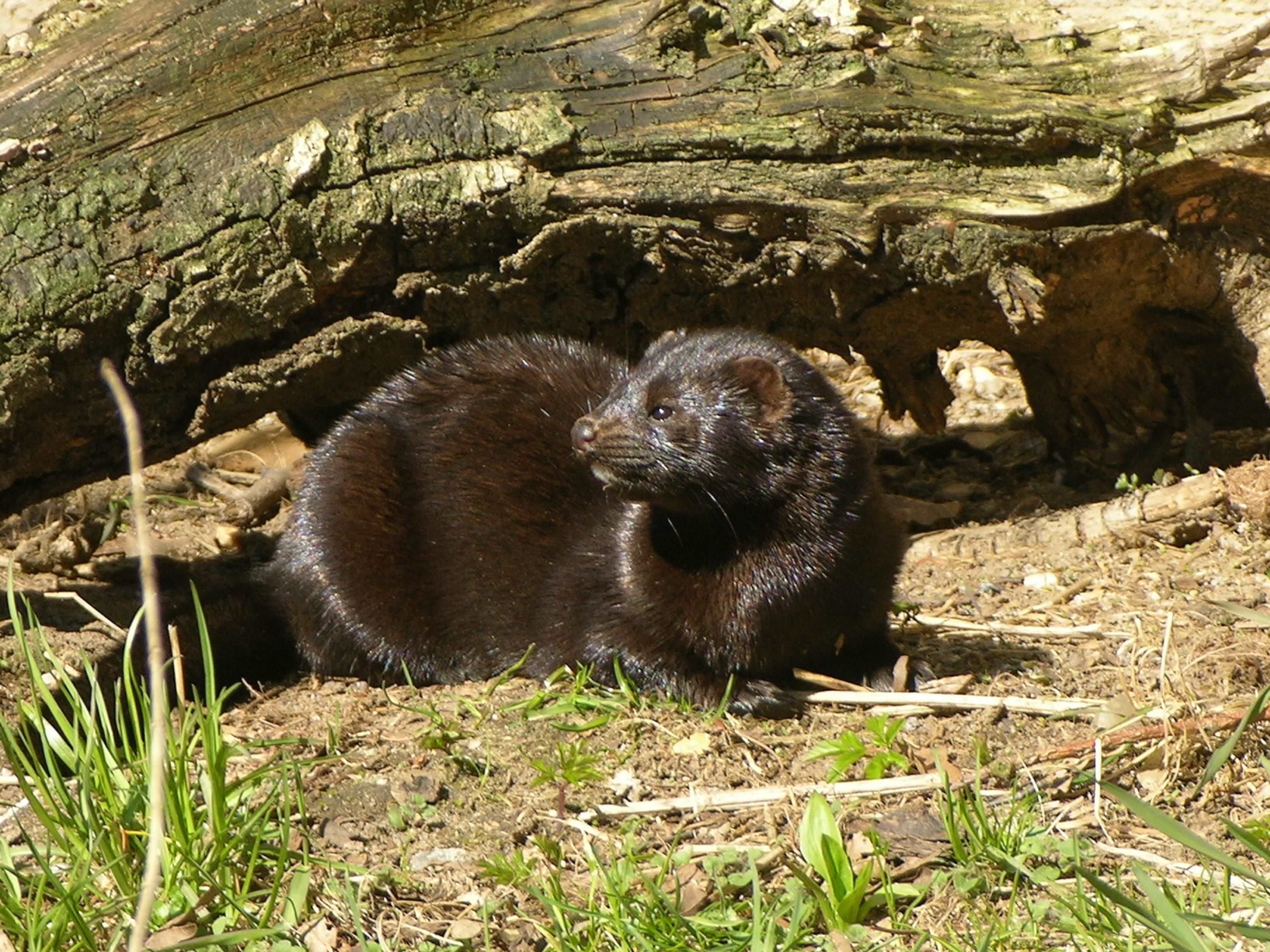 Amerikansk mink