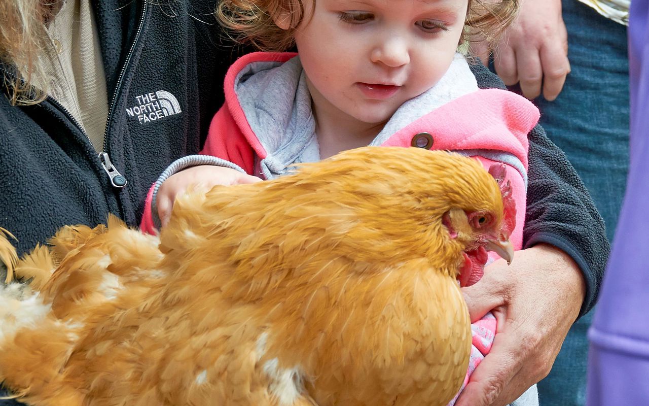 Pige med høne
