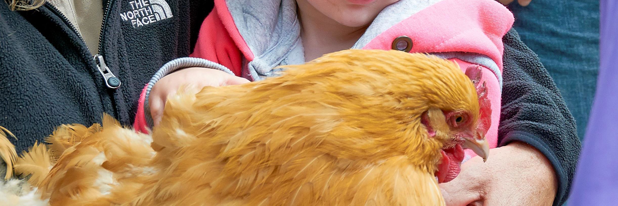 Pige med høne