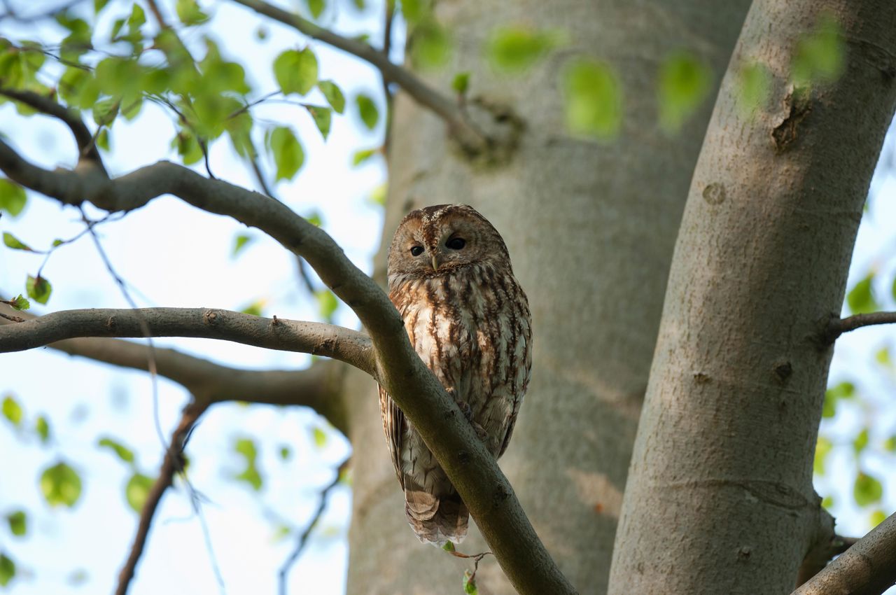 Natugle
