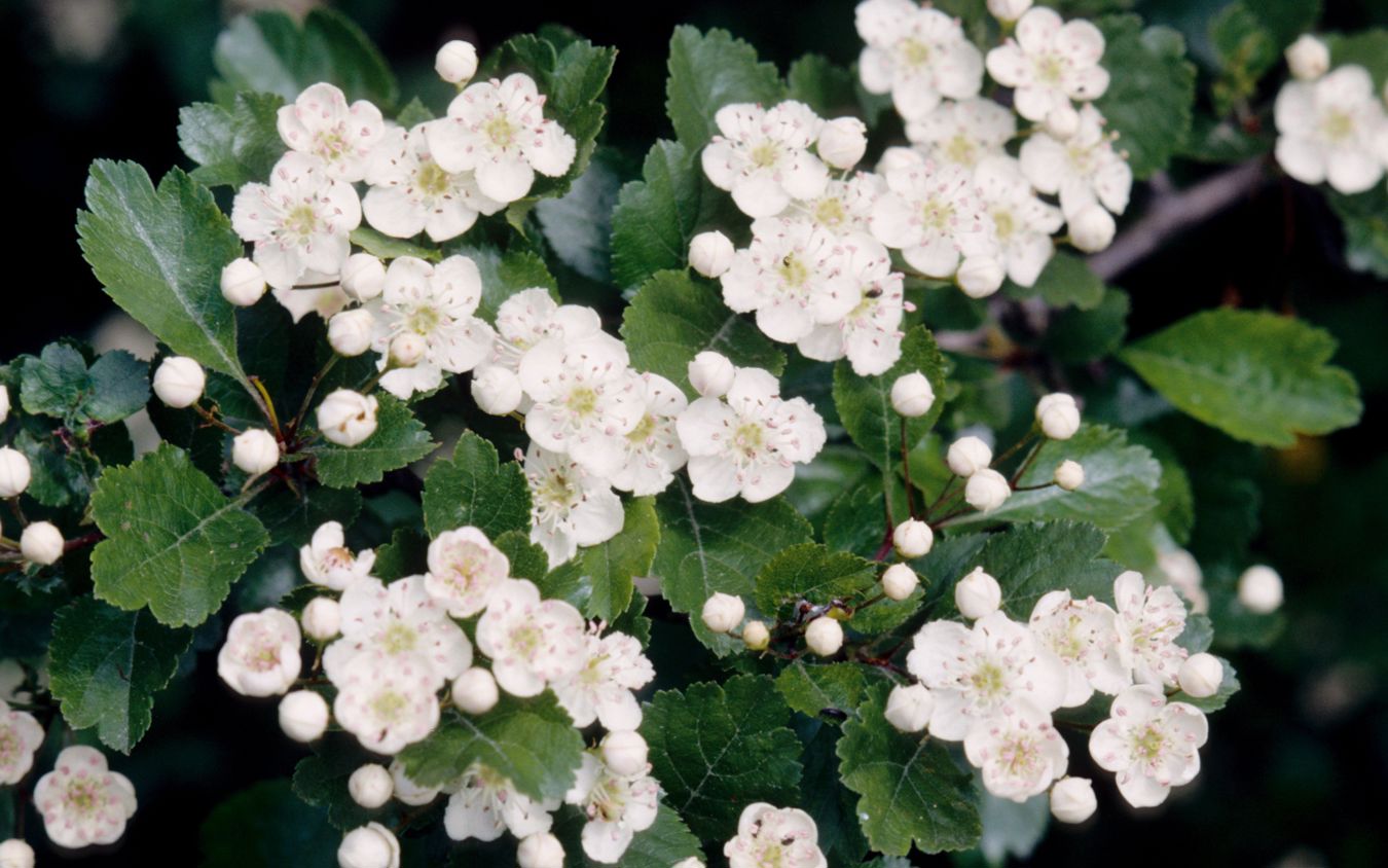 Almindelig Hvidtjørn