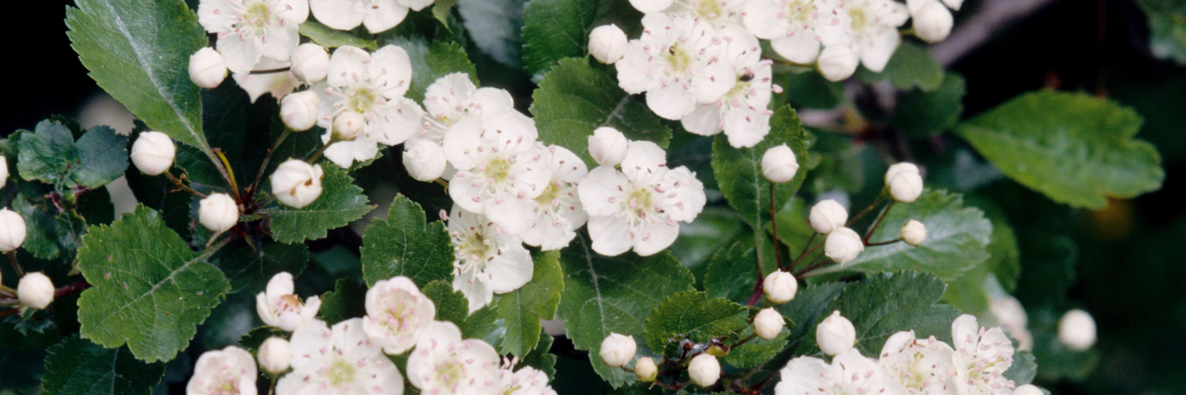 Almindelig Hvidtjørn