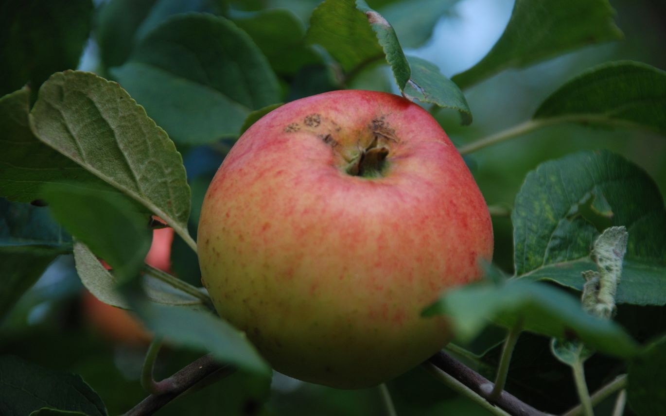 Comtesse Johannes (fersken-)æble