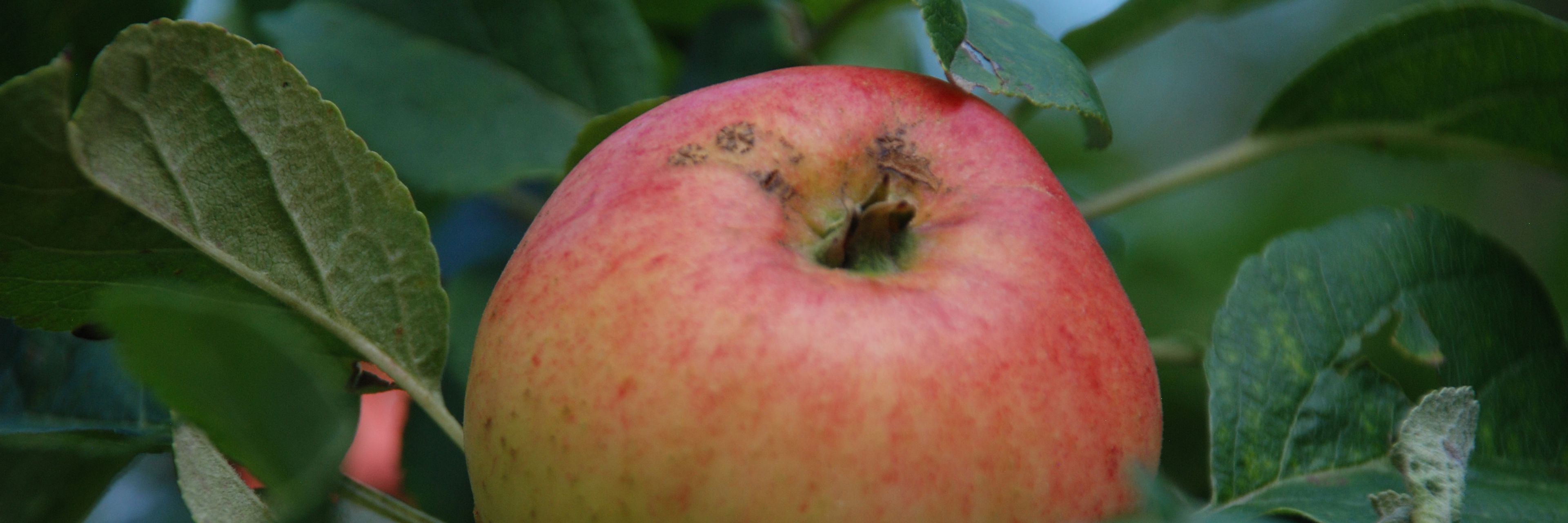 Comtesse Johannes (fersken-)æble