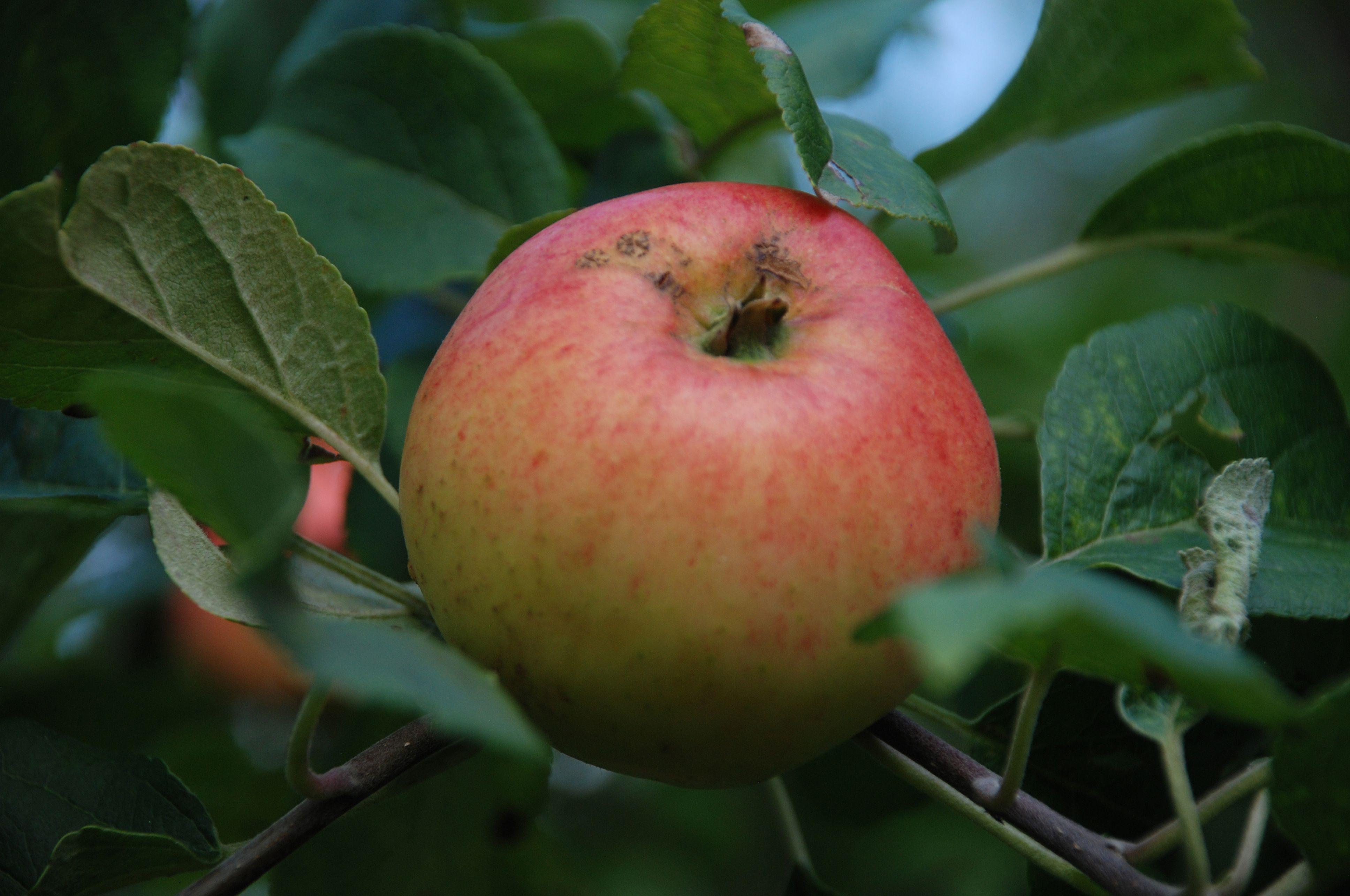 Comtesse Johannes (fersken-)æble