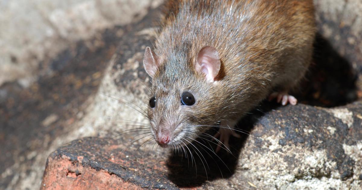 Brun Rotte Brun Rotte (Rattus norvegicus) - Randers Naturcenter
