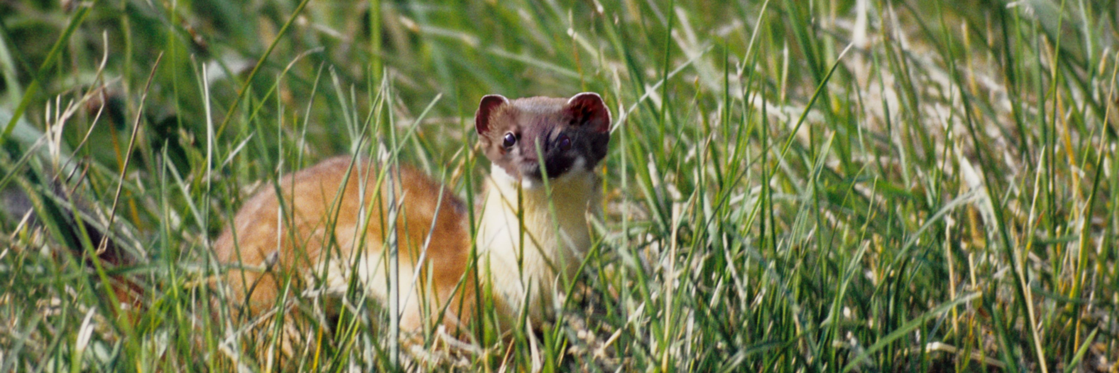 L kat Mustela Erminea Randers Naturcenter l-kat-mustela-erminea-randers-naturcenter