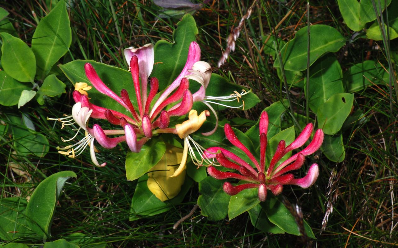 Kaprifolium