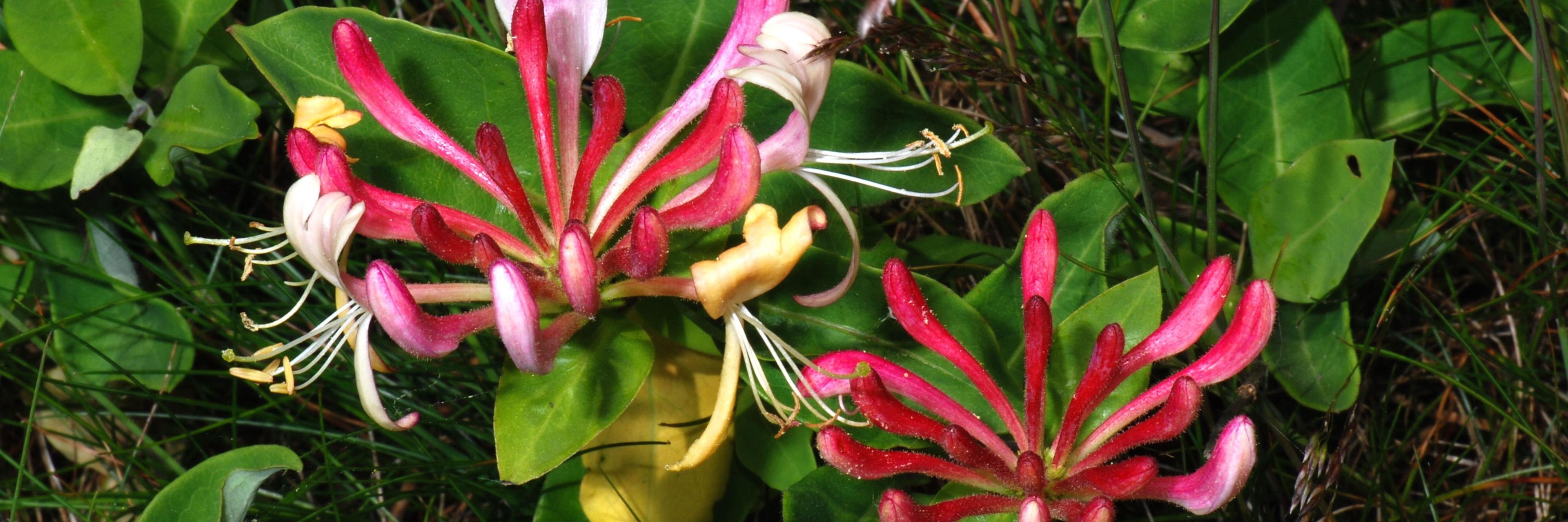 Kaprifolium