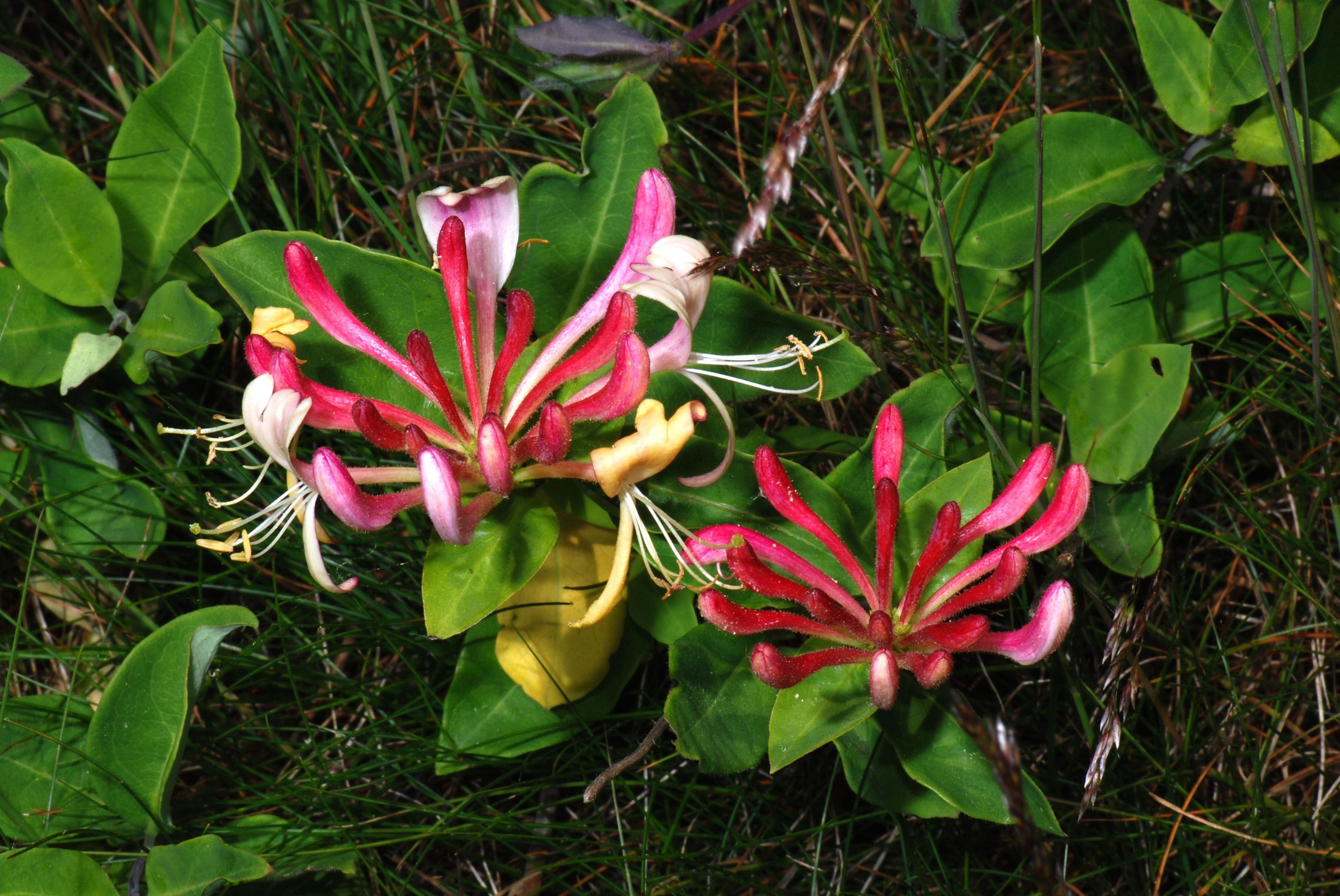 Kaprifolium