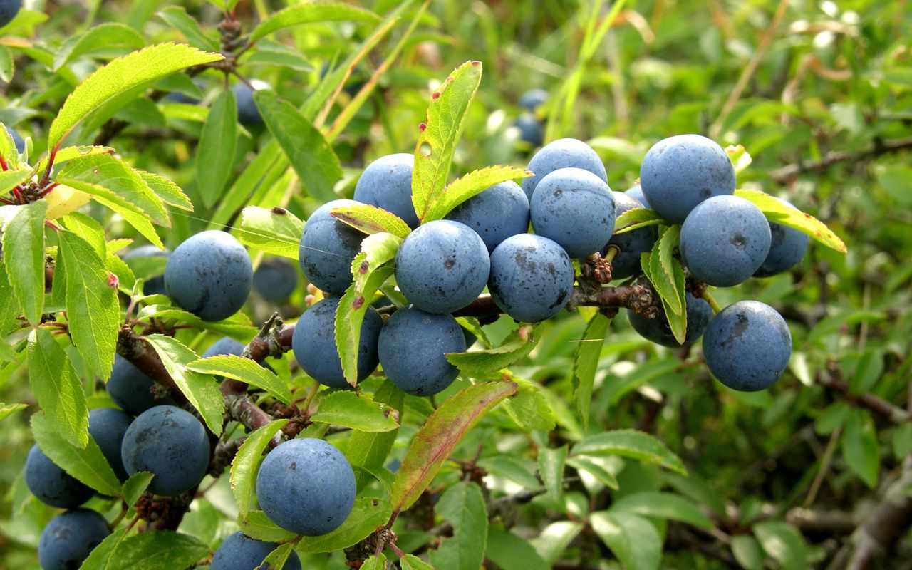Slåen