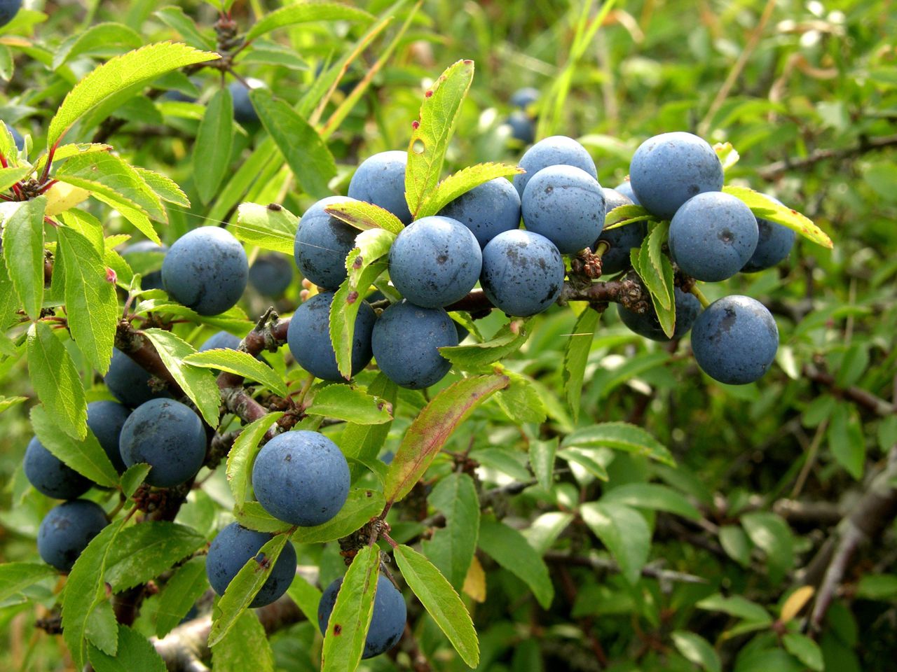 Slåen