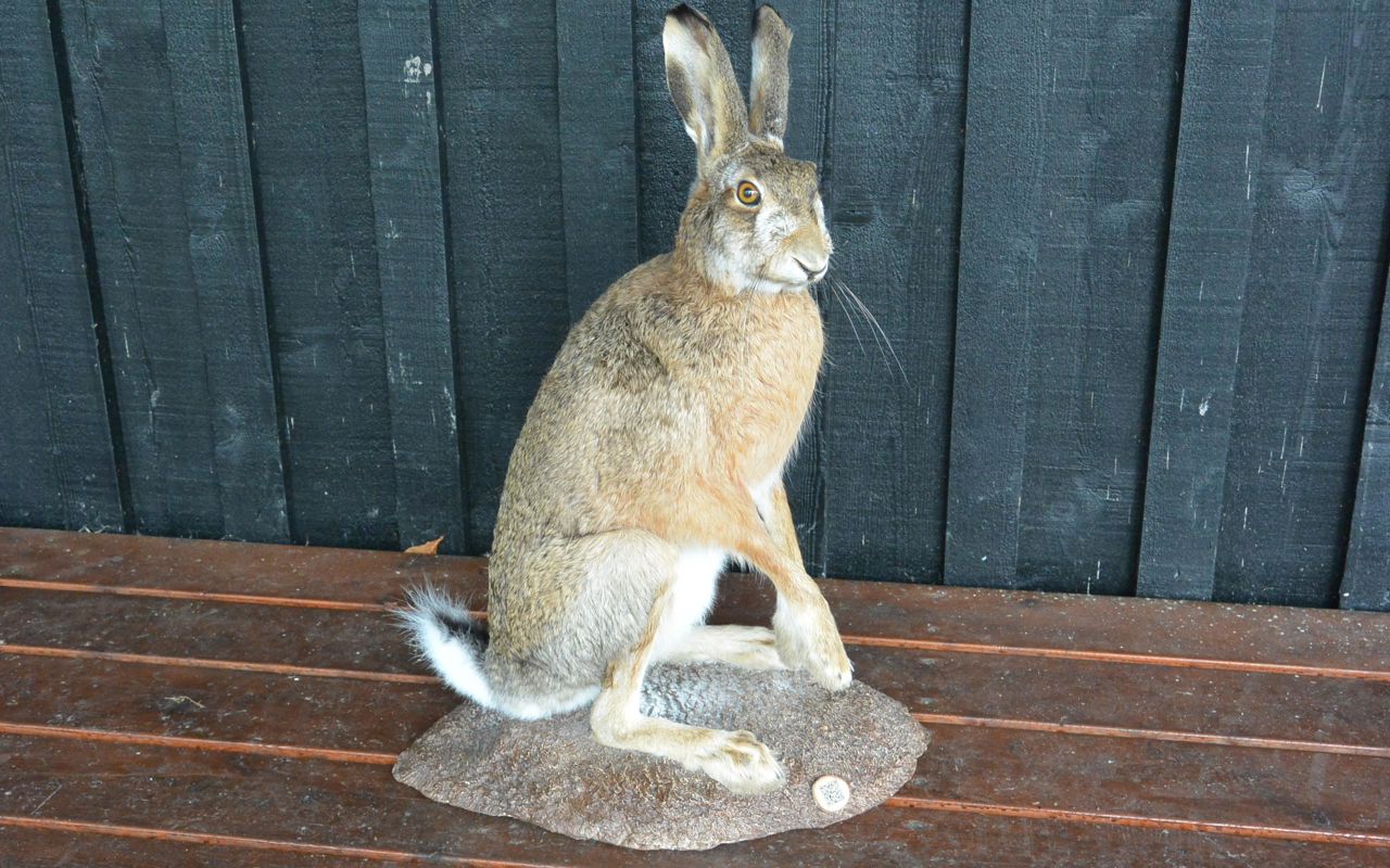 Hare