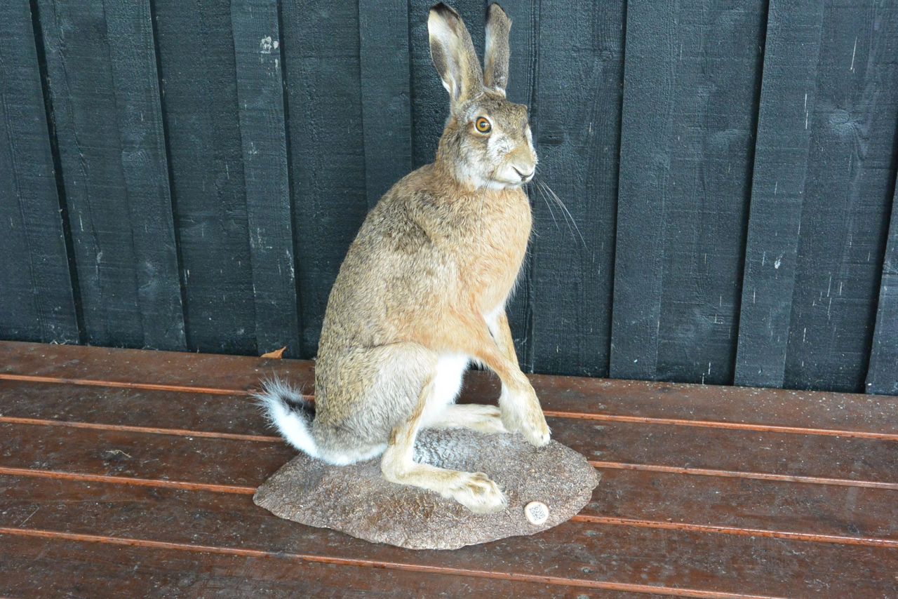 Hare