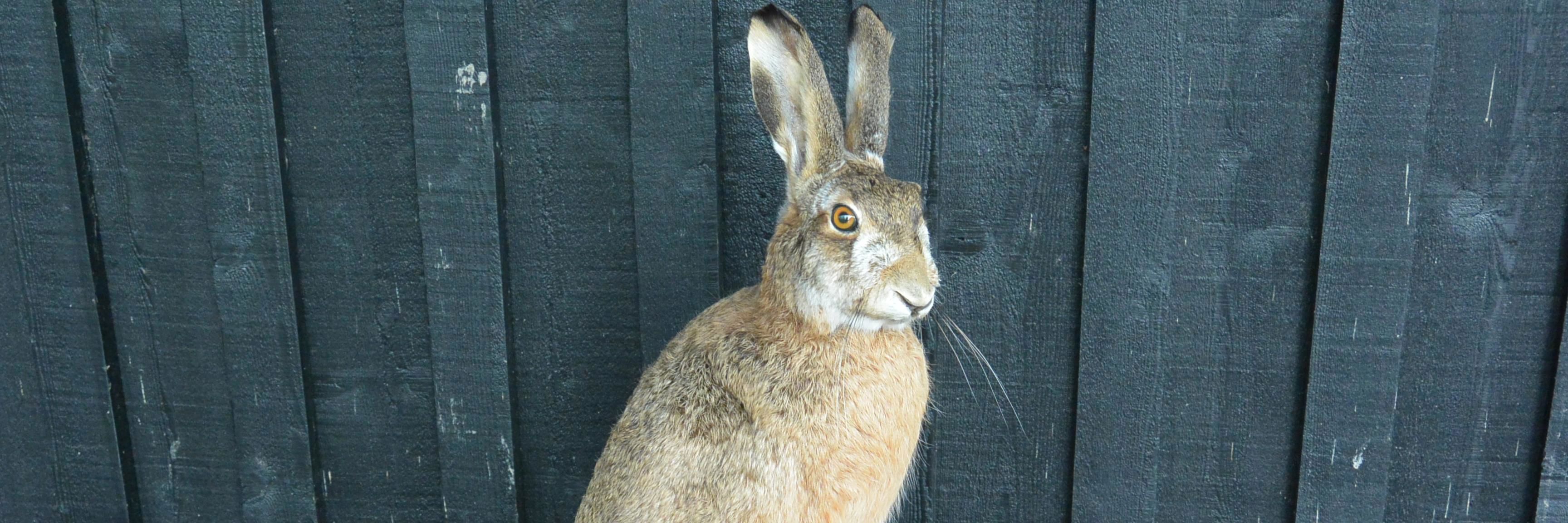 Hare