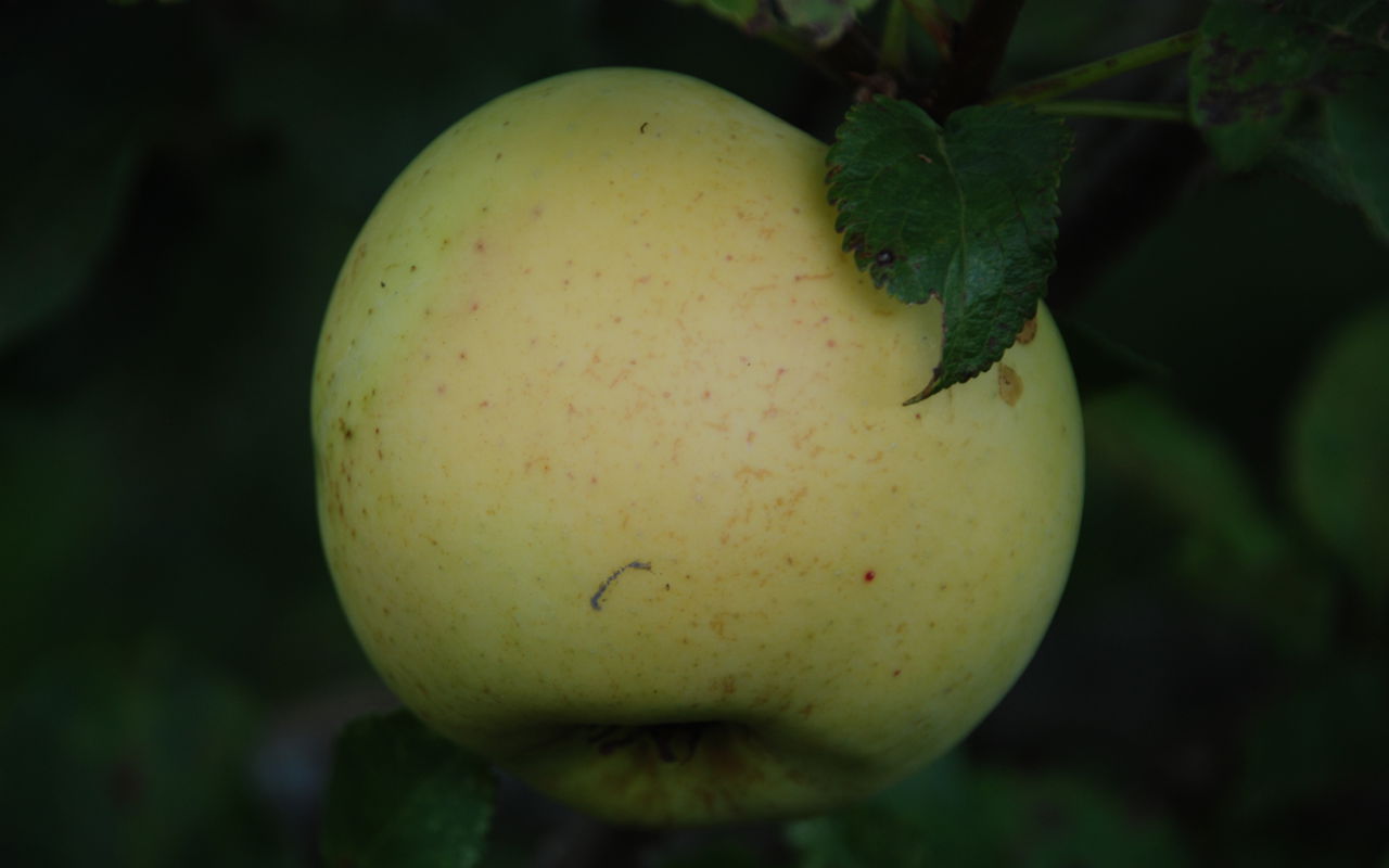 Bøghs Citronæble
