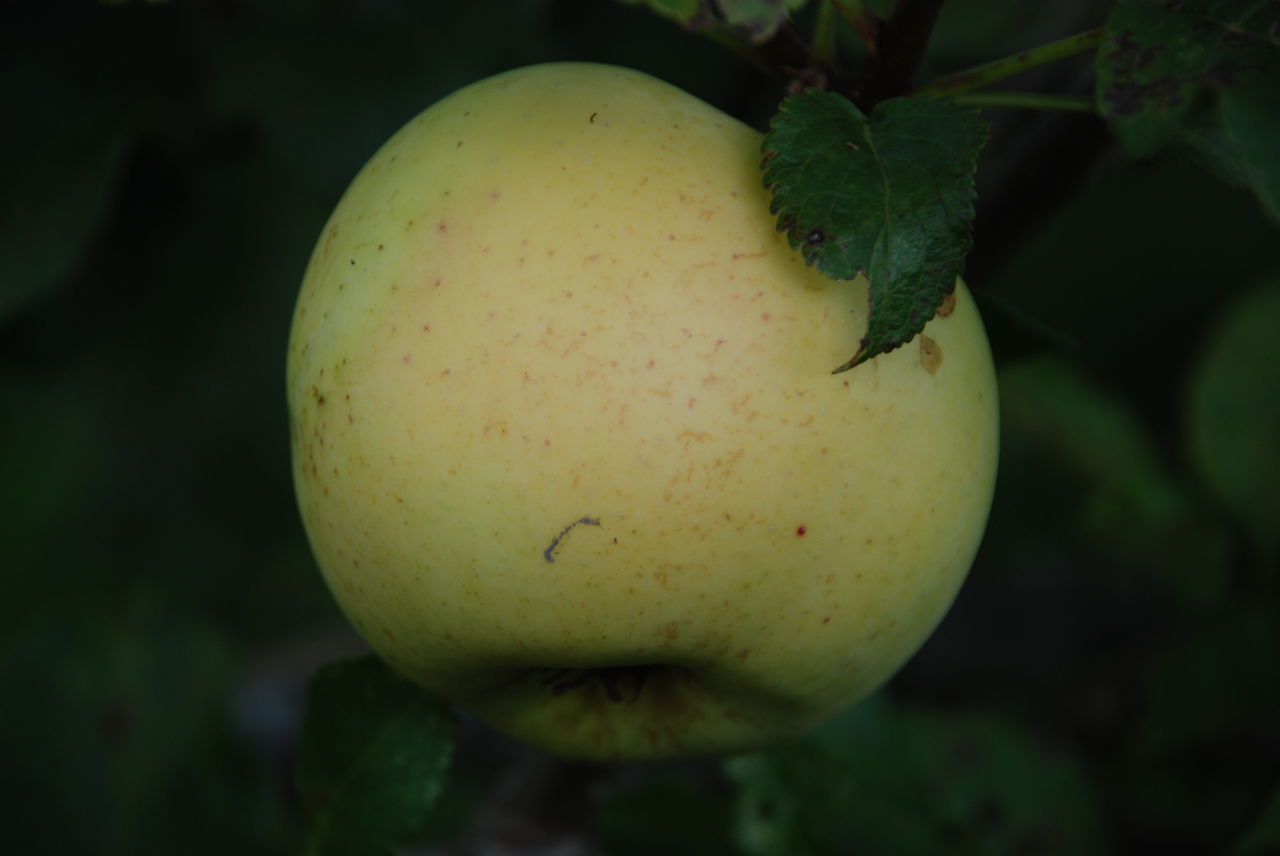Bøghs Citronæble