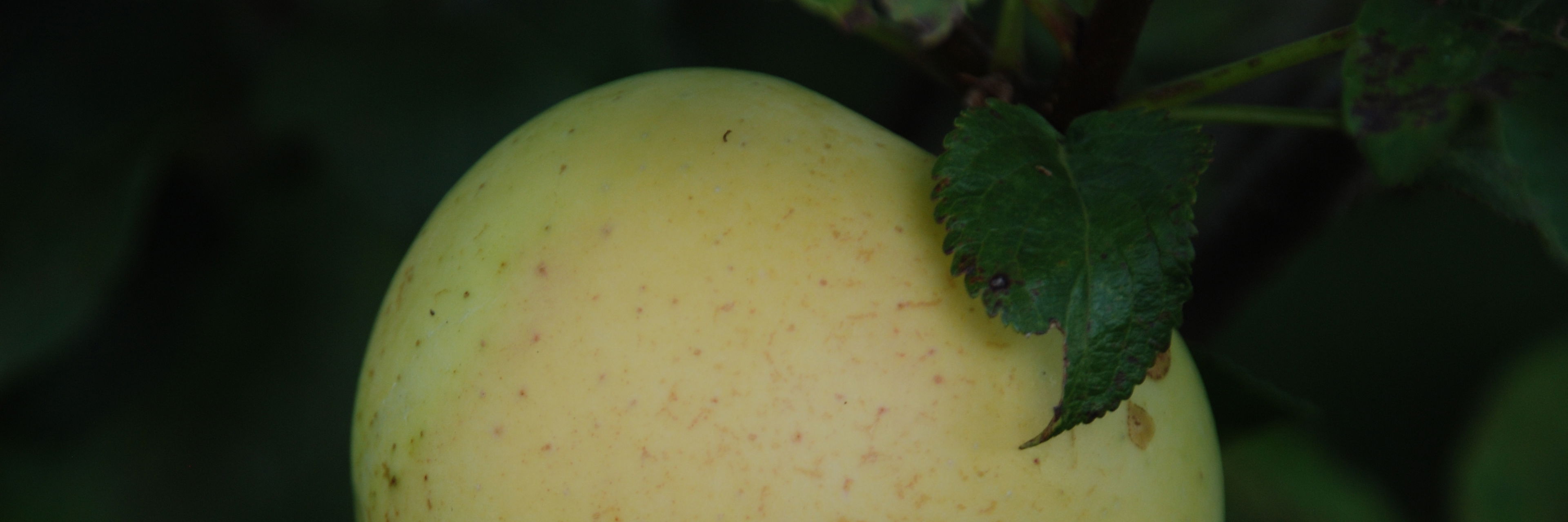 Bøghs Citronæble