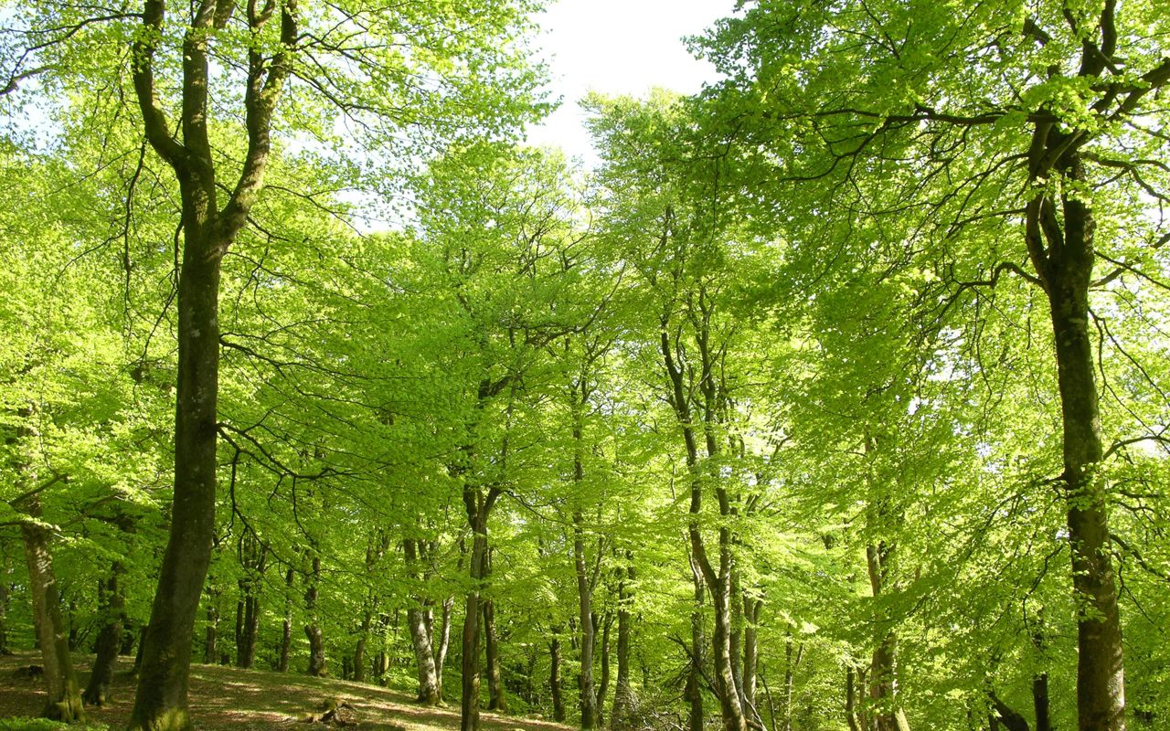 Bøgeskov