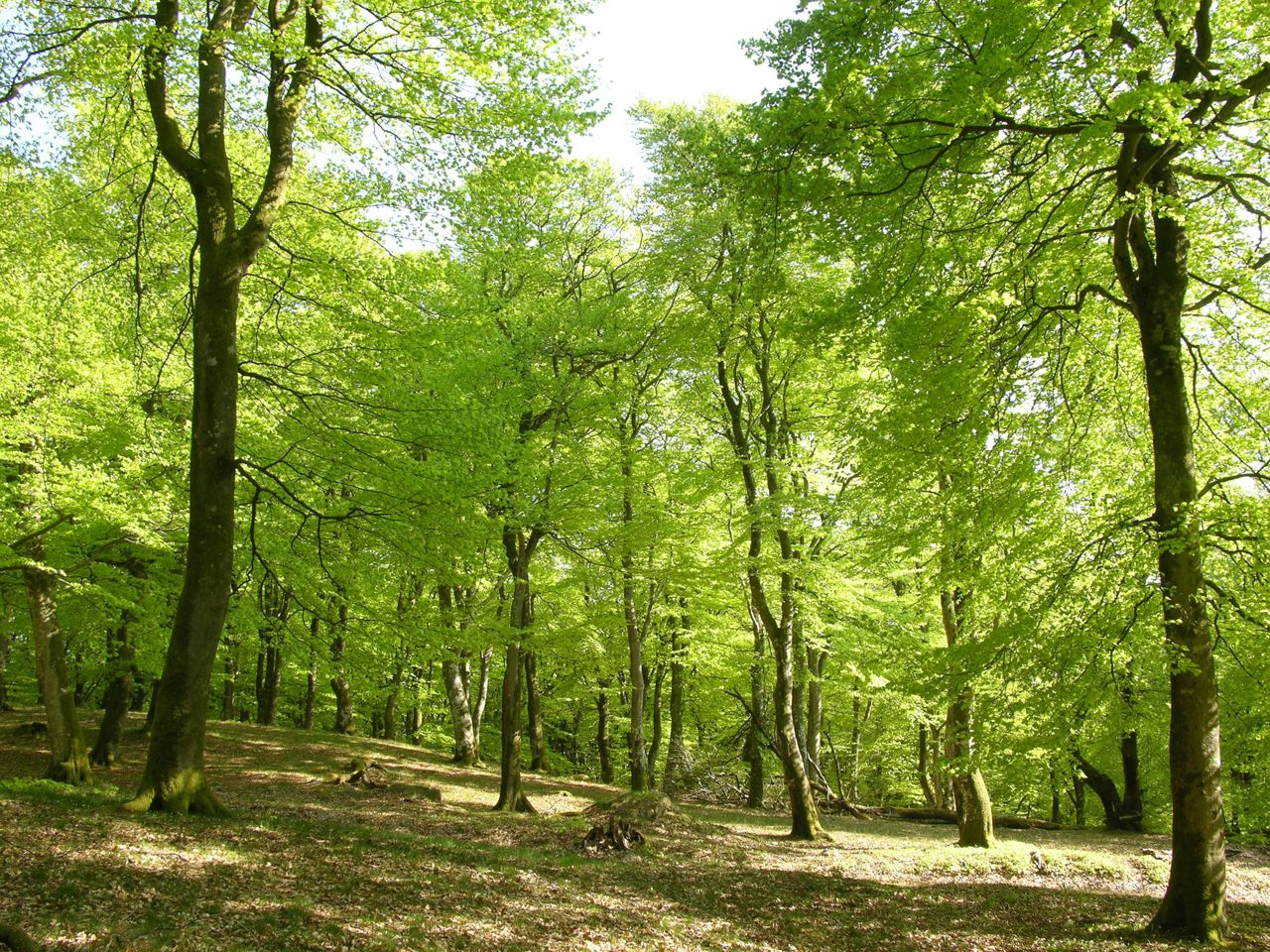 Bøgeskov