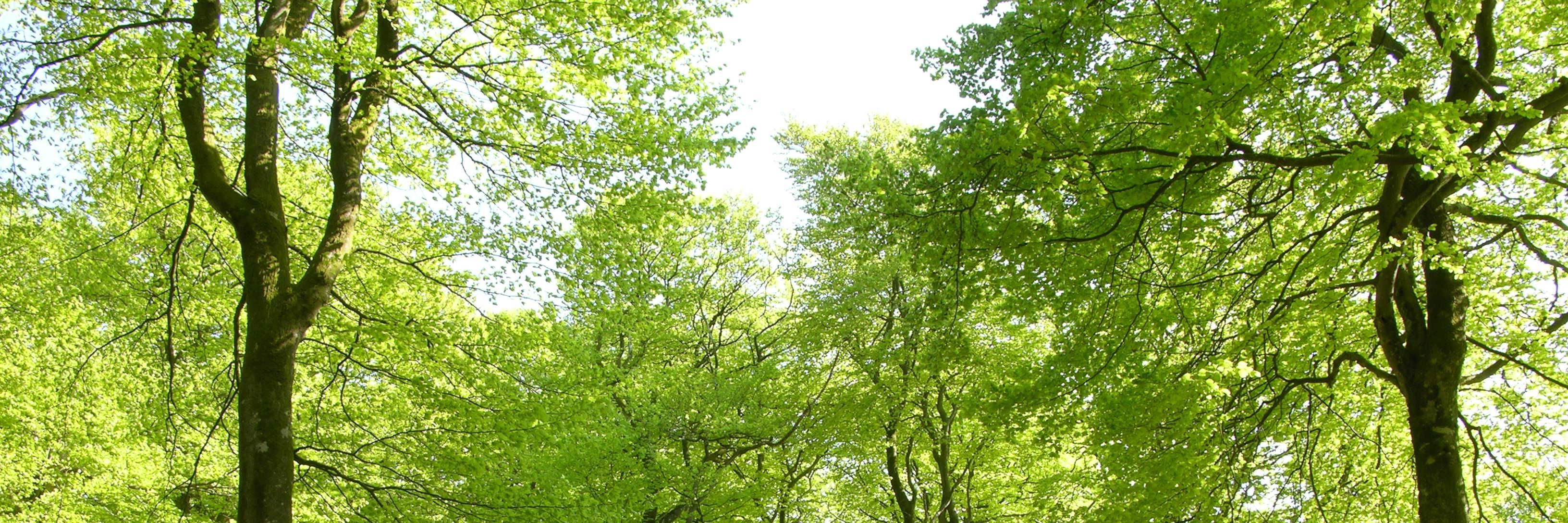 Bøgeskov