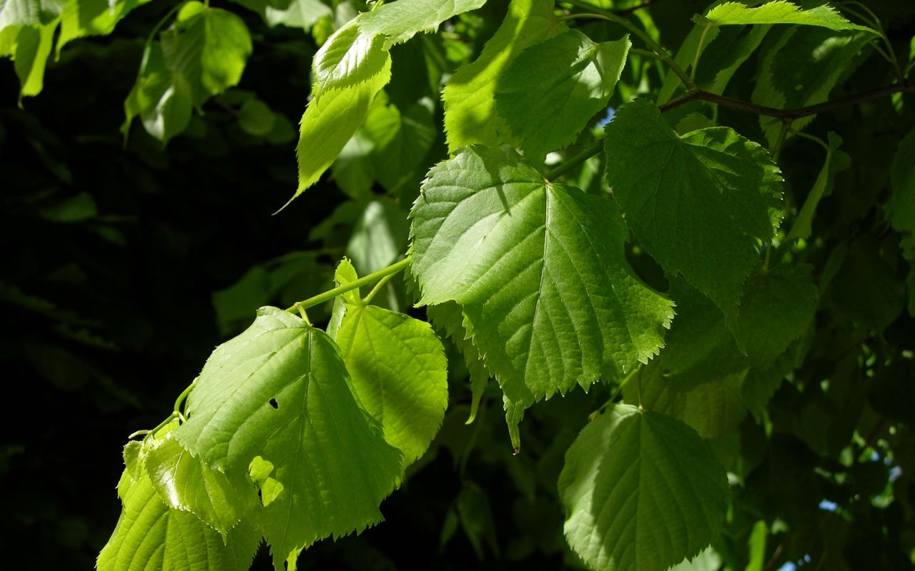 Småbladet Lind