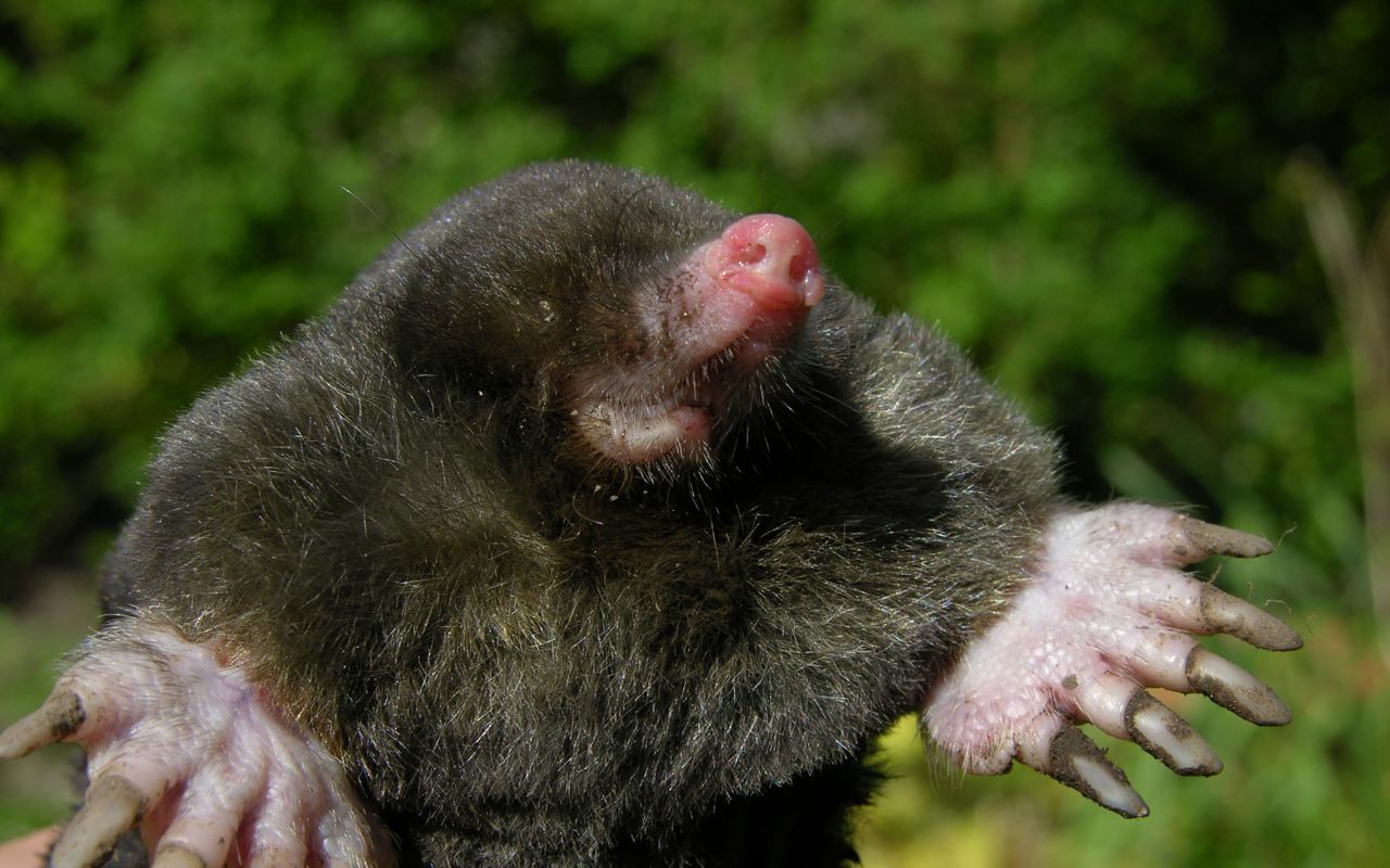 Muldvarp