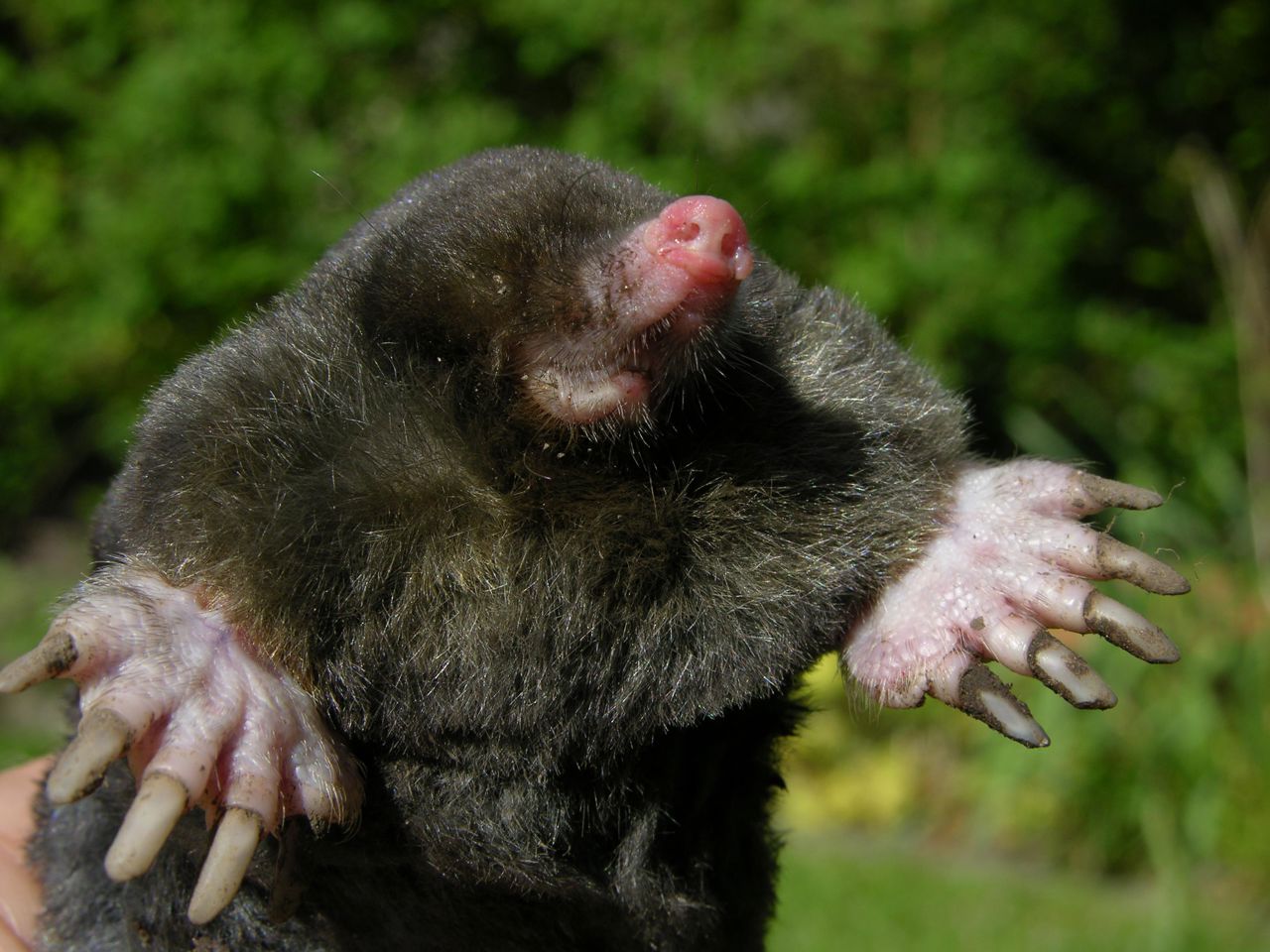 Muldvarp