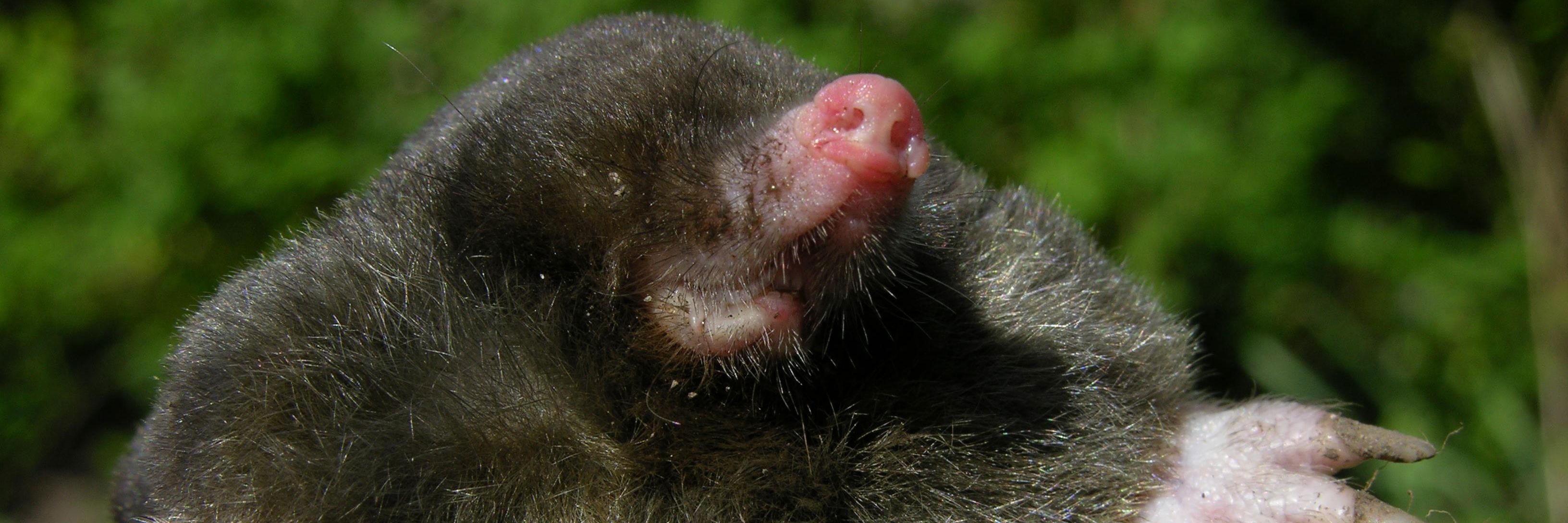Muldvarp