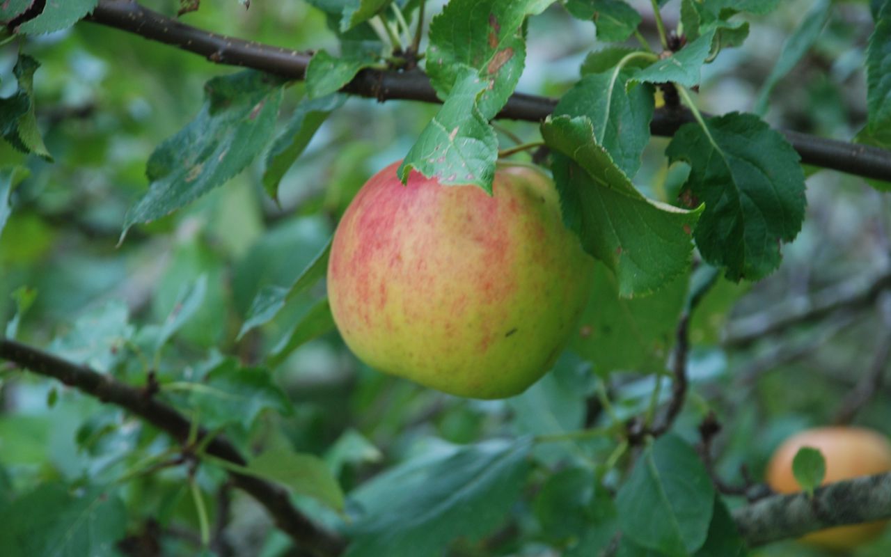 Brostrøm Guldreinet Æble