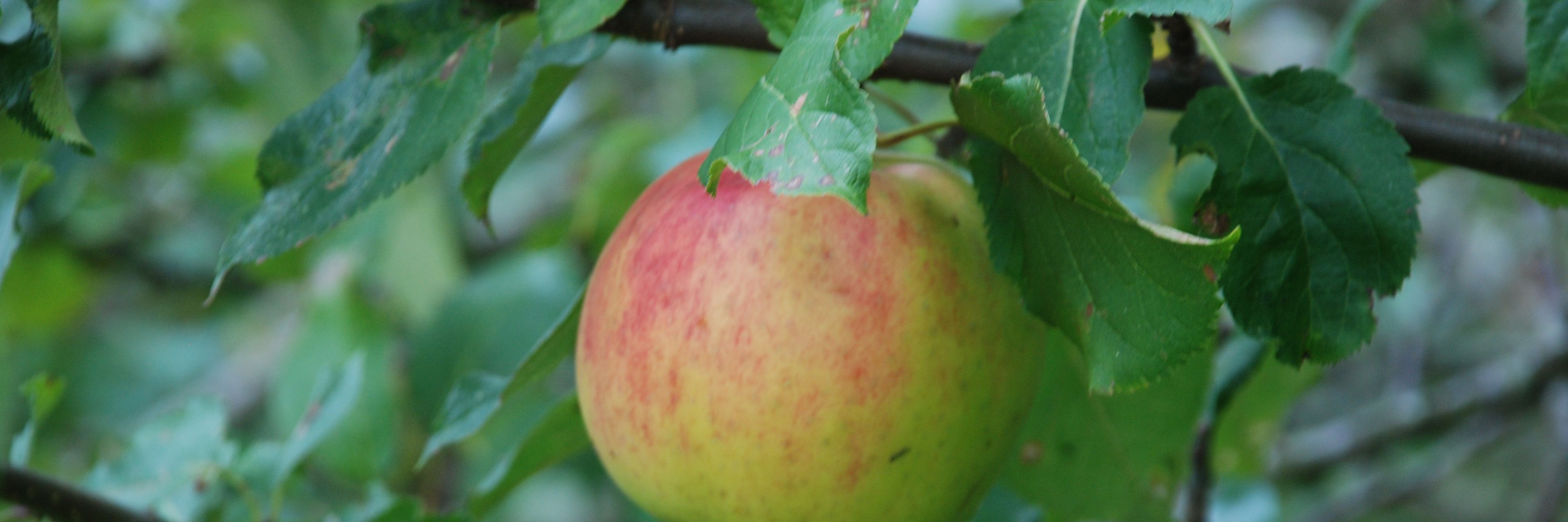 Brostrøm Guldreinet Æble
