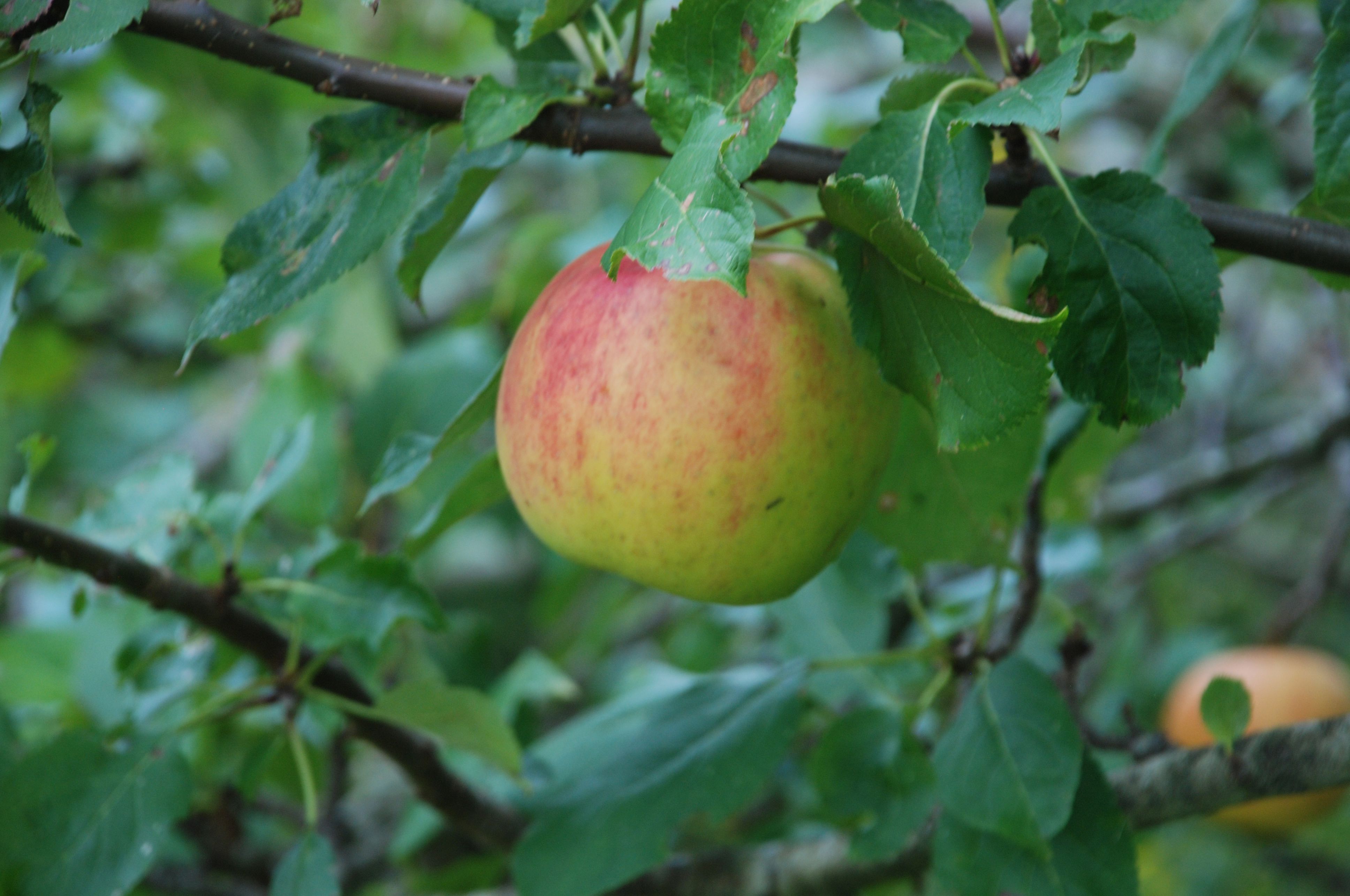 Brostrøm Guldreinet Æble