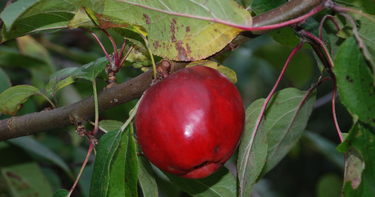 Rød Gråsten 1797 - Randers Naturcenter