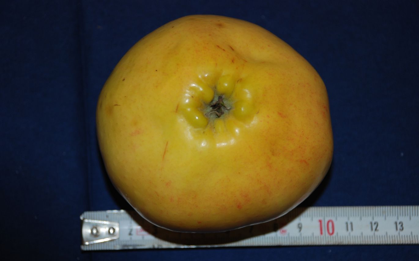 Silkeborg Slotsæble