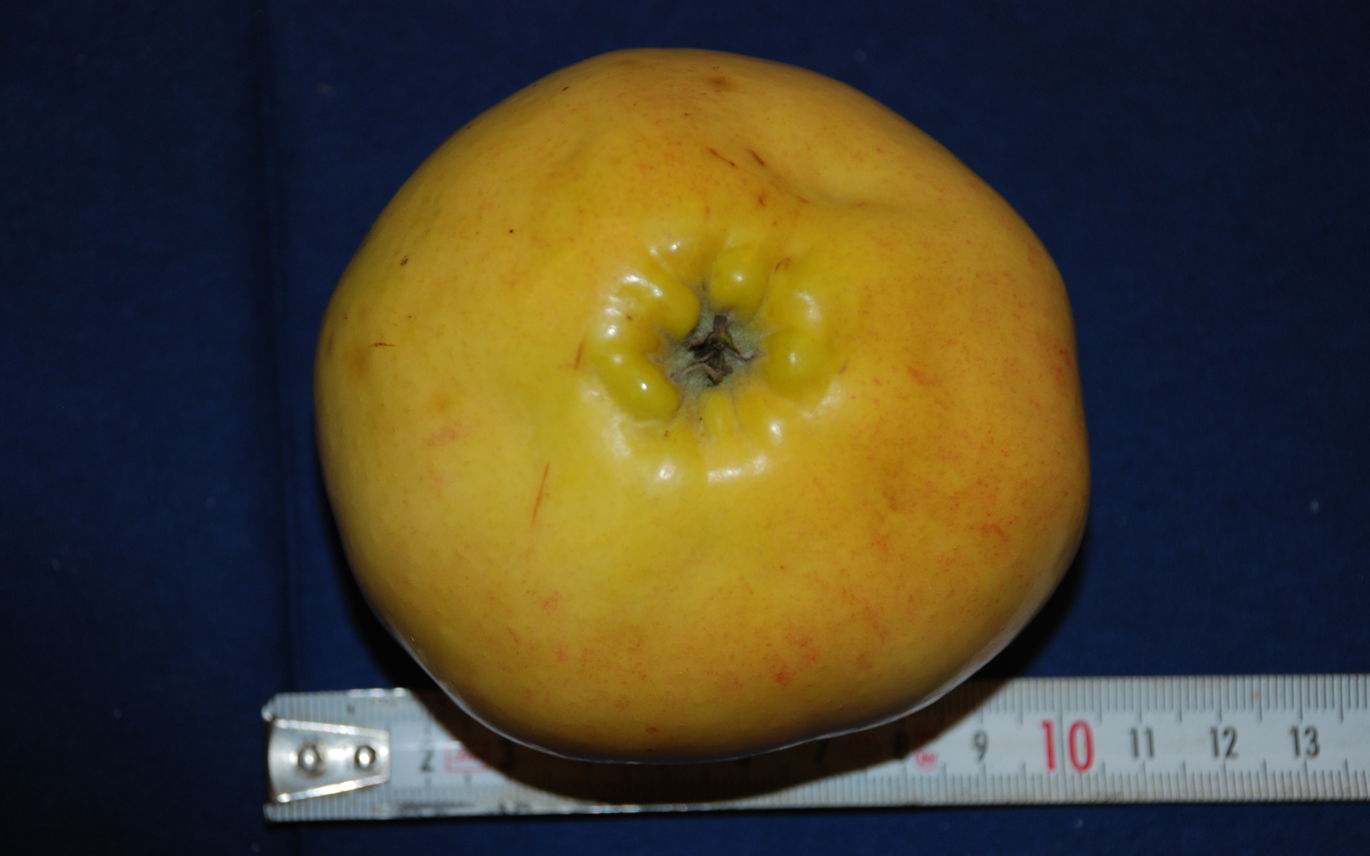 Silkeborg Slotsæble