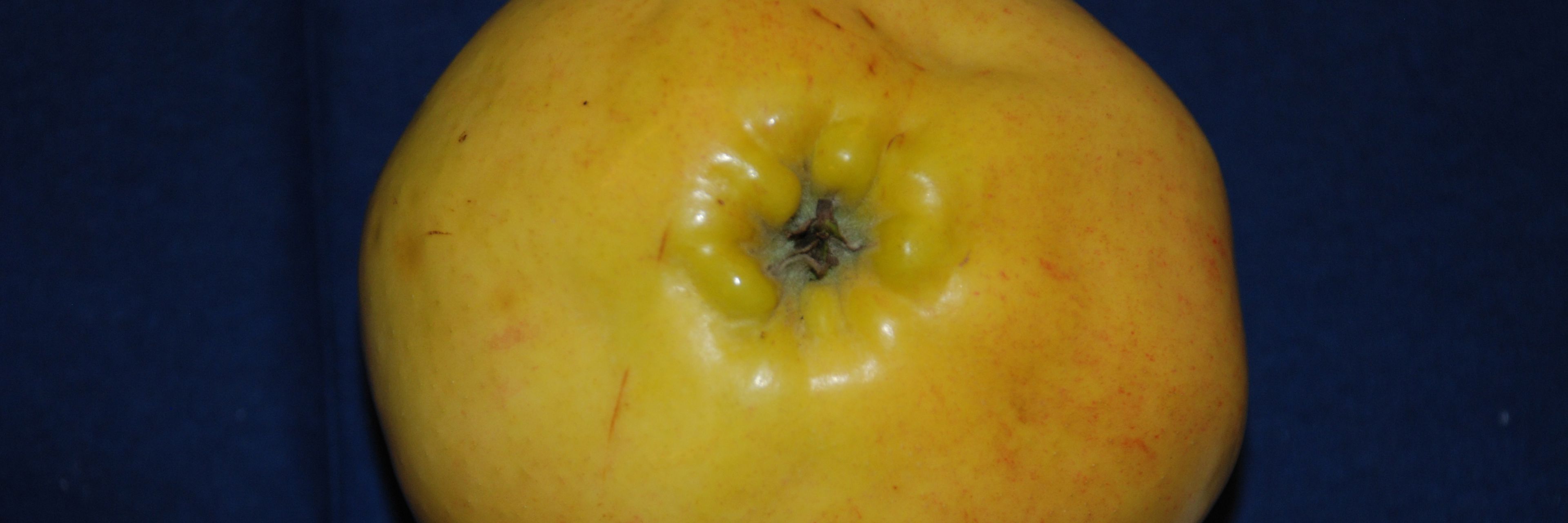 Silkeborg Slotsæble