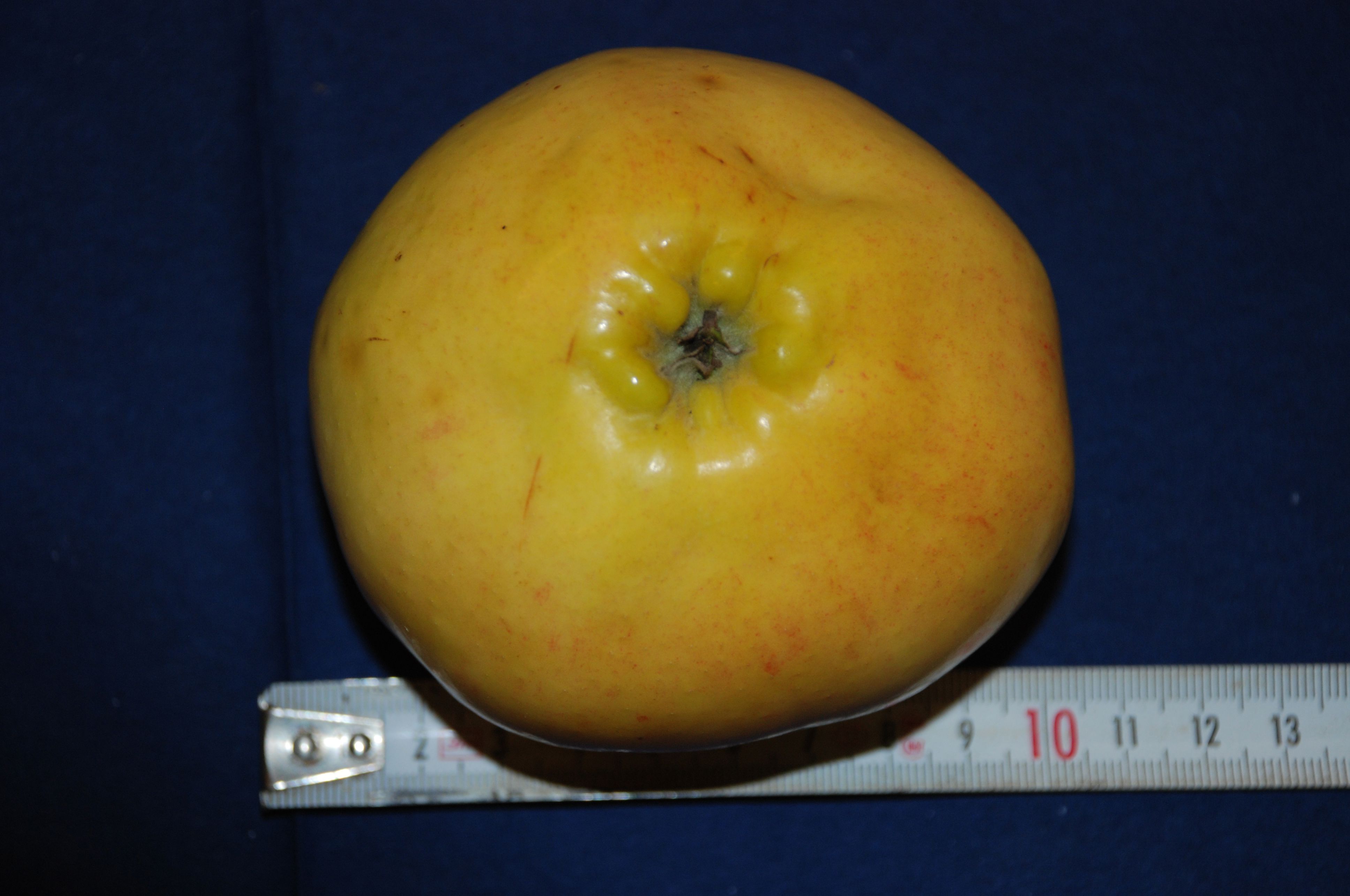 Silkeborg Slotsæble