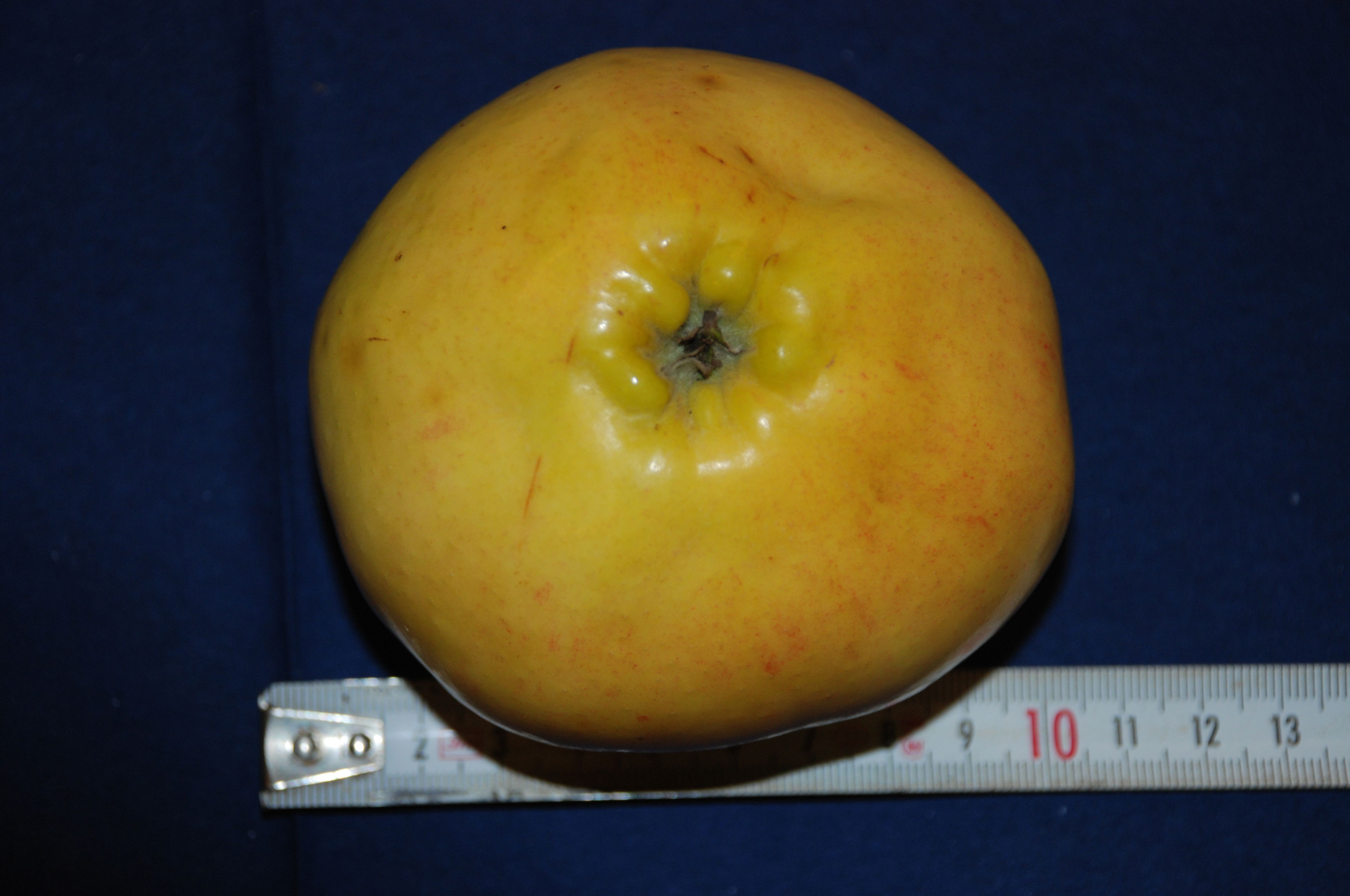 Silkeborg Slotsæble